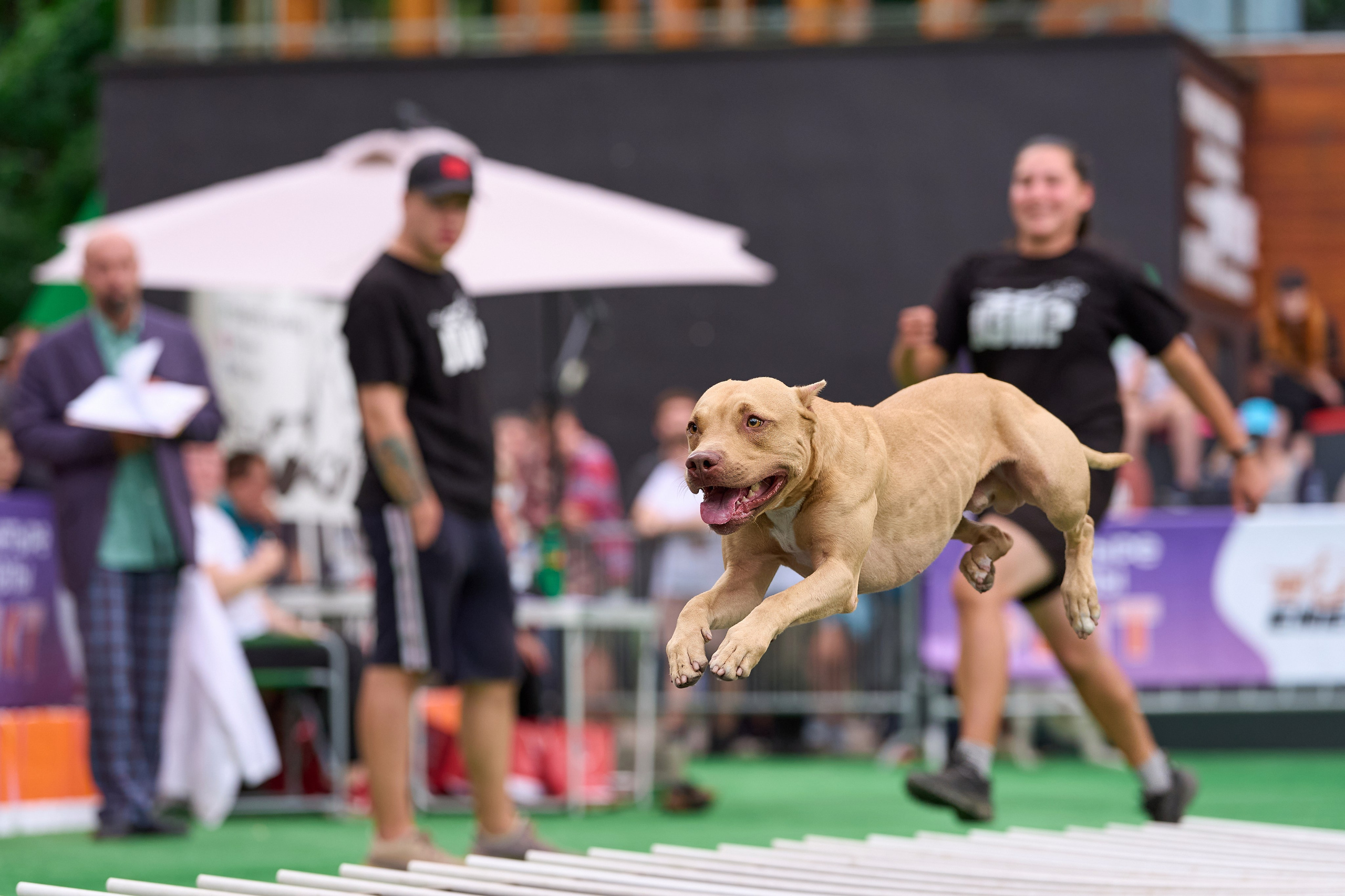 4 лапы Фест. Многоборье. Фотограф-анималист Михаил Манухин