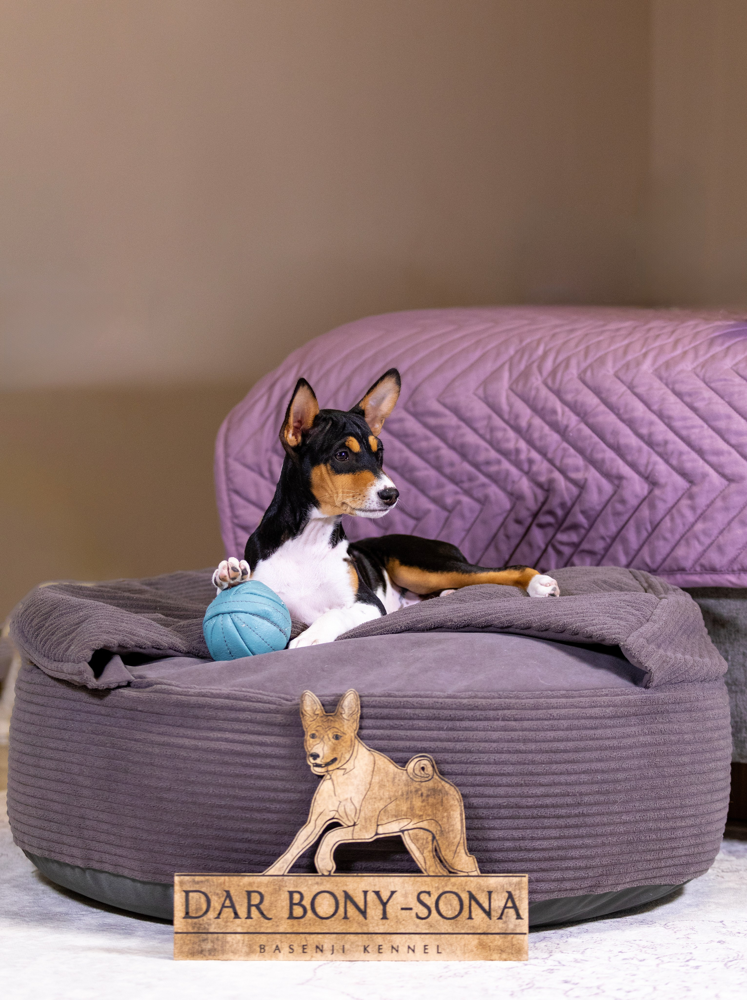 Басенджи. Фотограф — анималист Татьяна Ли