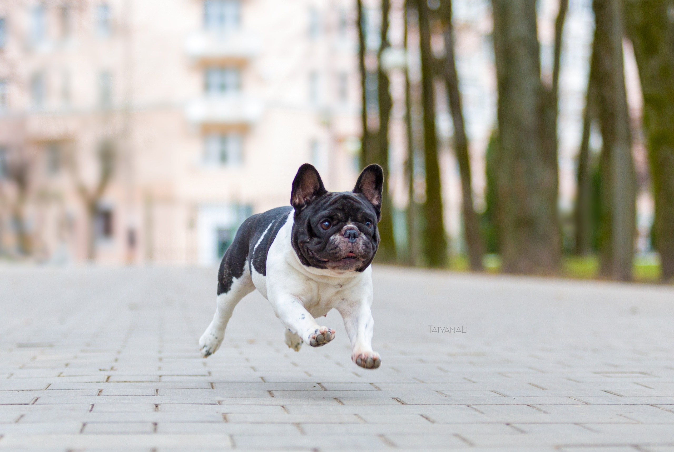 Французкий бульдог. Фотограф — анималист Татьяна Ли