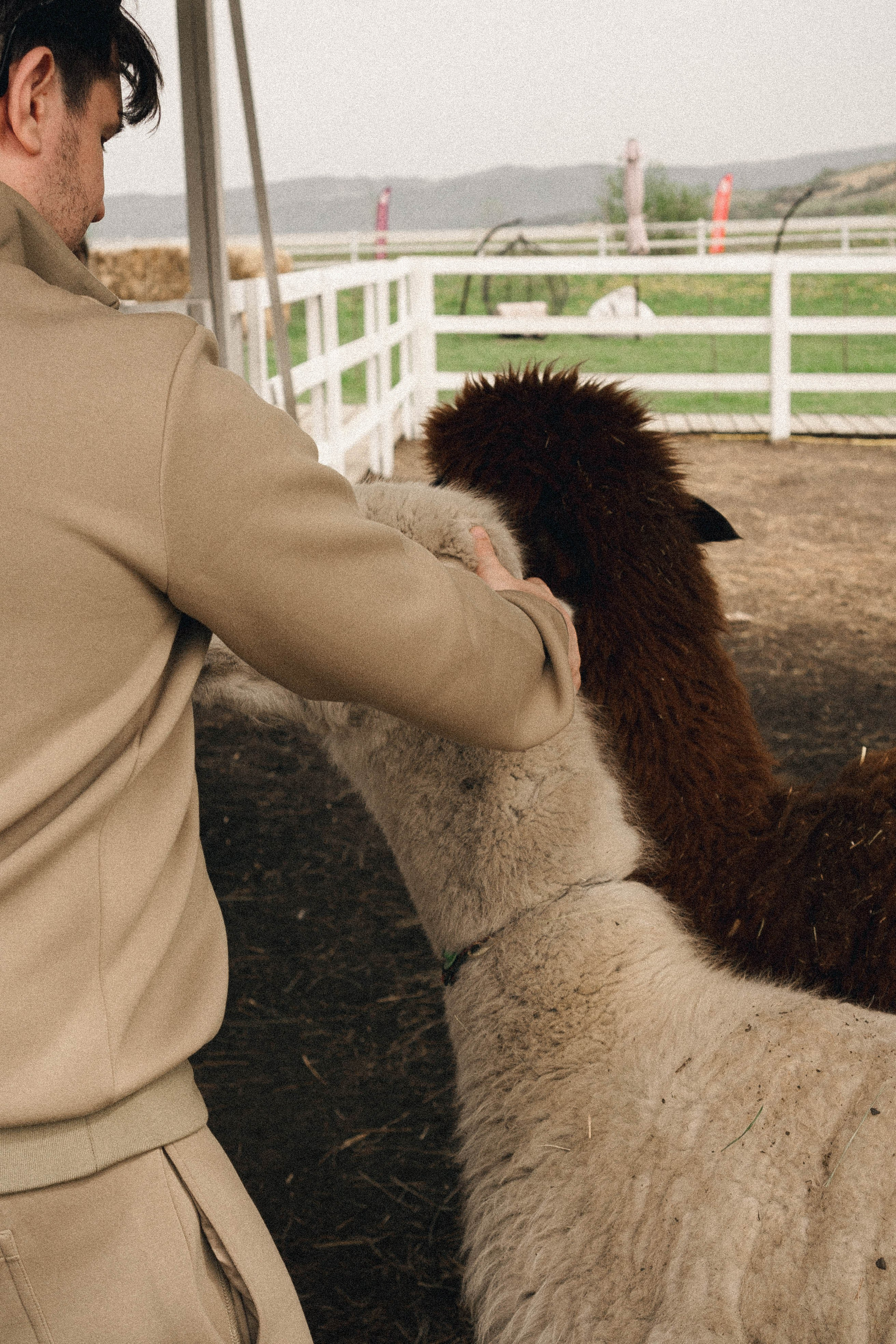 Ферма Альпак. Профессиональный фотограф, Санкт-Петербург — Виктория Богомолова