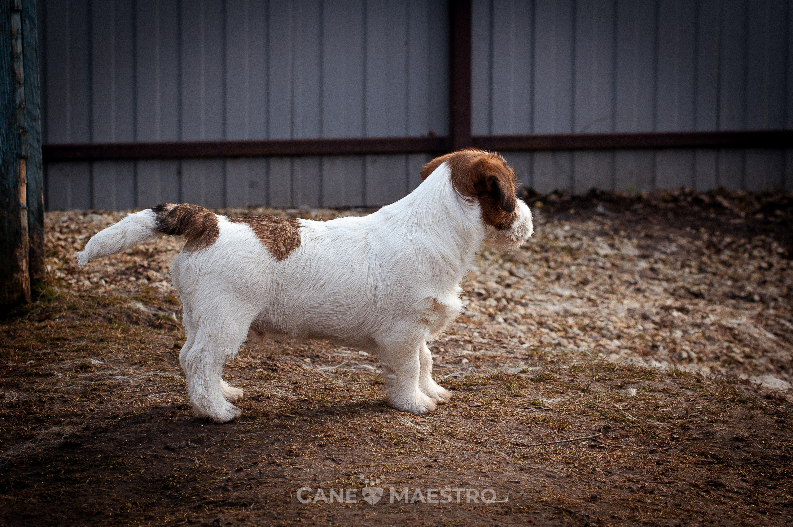 Мальчик 2. Кобель бело-рыжий. Джек рассел терьер щенок. КАНЕ МАЭСТРО — питомник Джек рассел терьеров