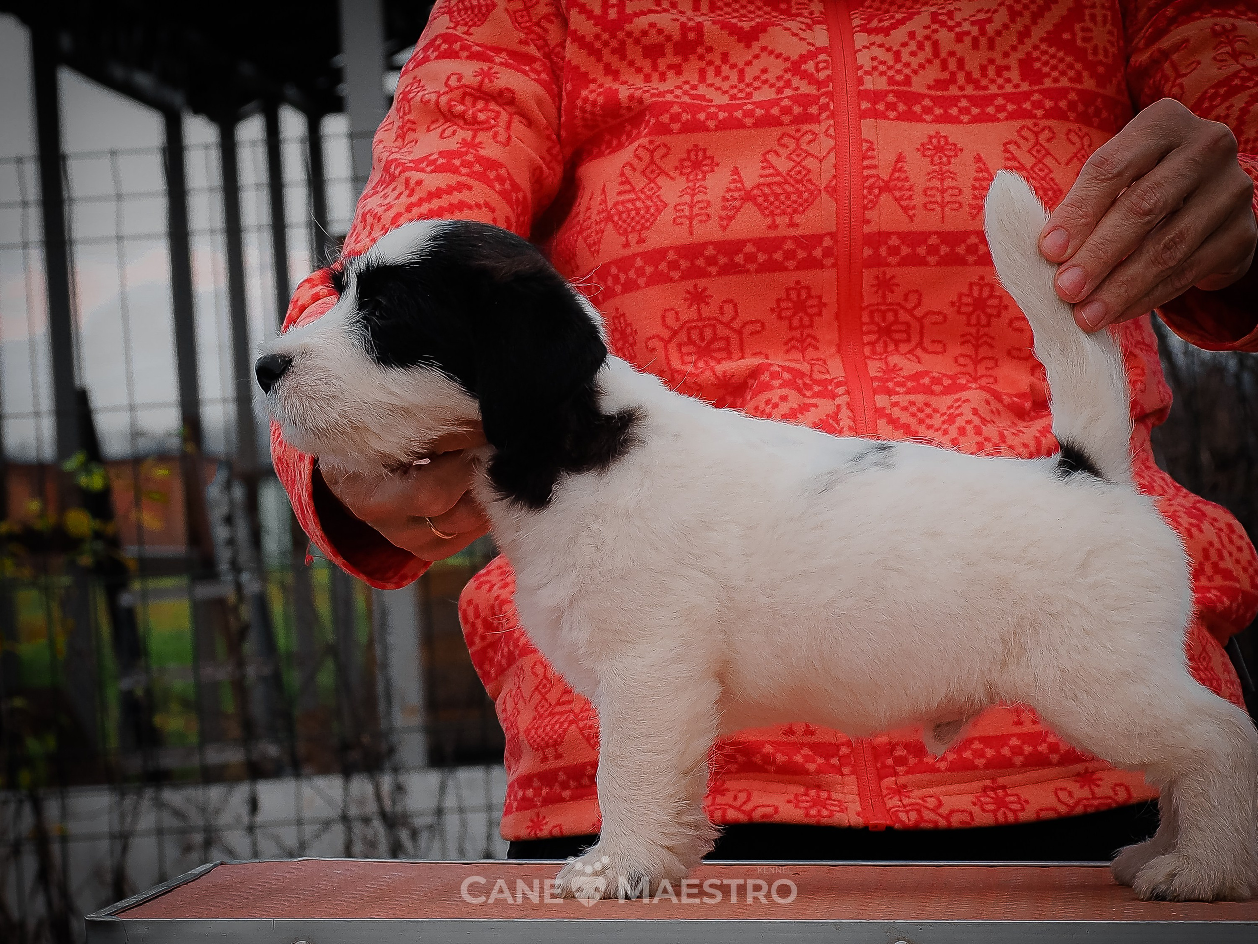 КОБZ_4_ЧБ_27_08_25. КАНЕ МАЭСТРО — питомник Джек рассел терьеров