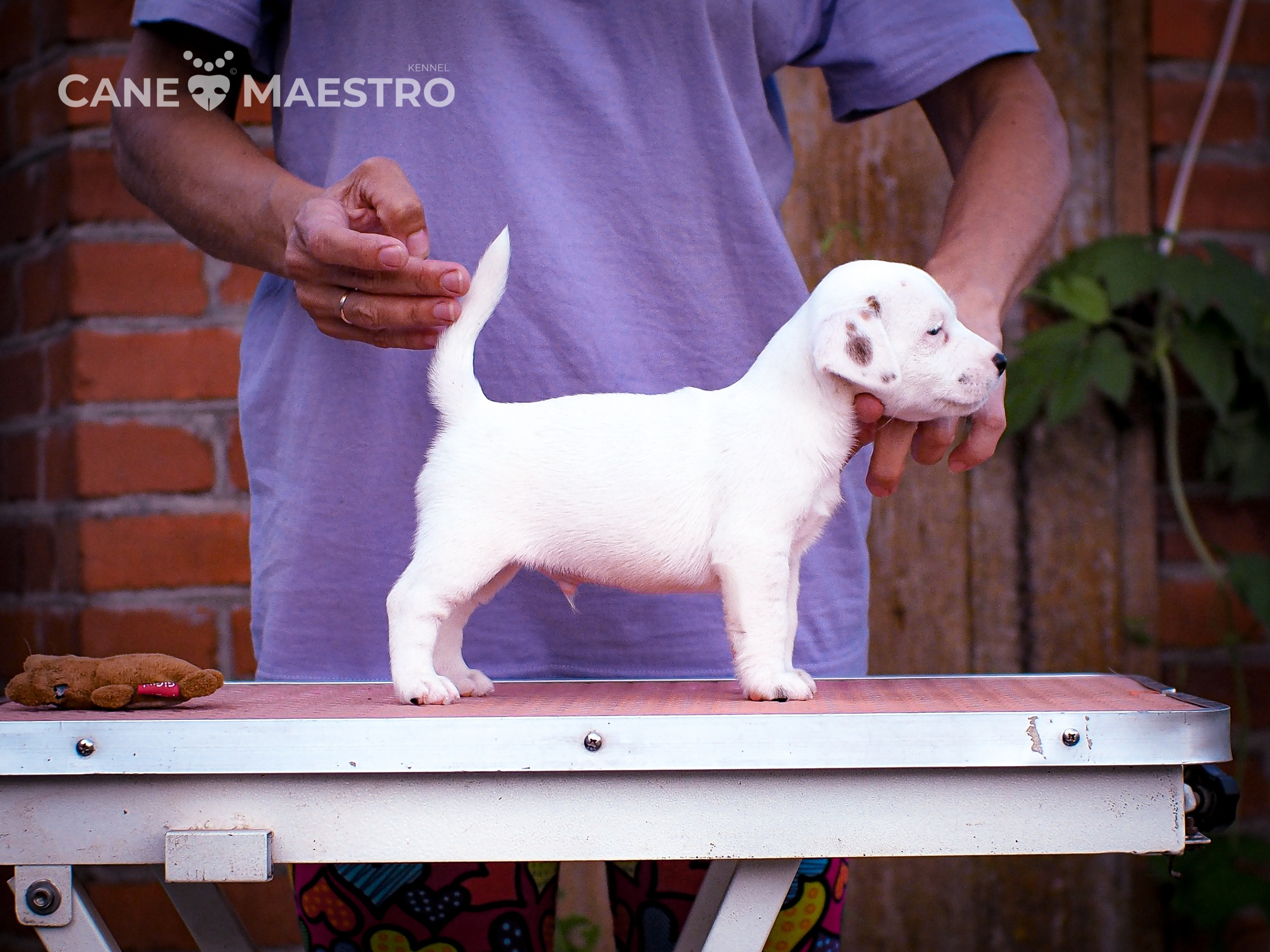 ЭСКИМО_MALE. CANE MAESTRO — kennel Jack Russell Terrier