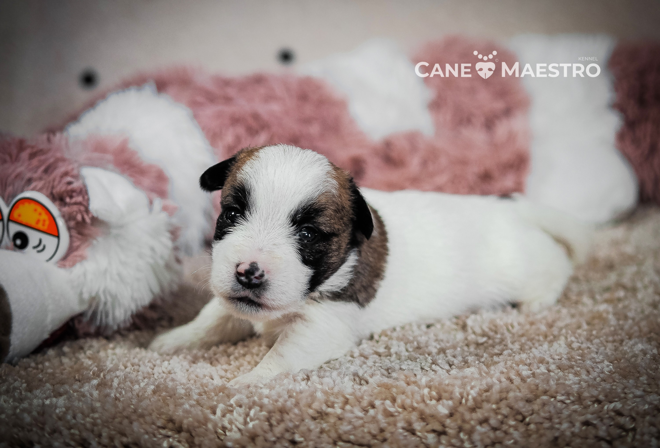 X_MAL_3_БРЫЖ. CANE MAESTRO — kennel Jack Russell Terrier