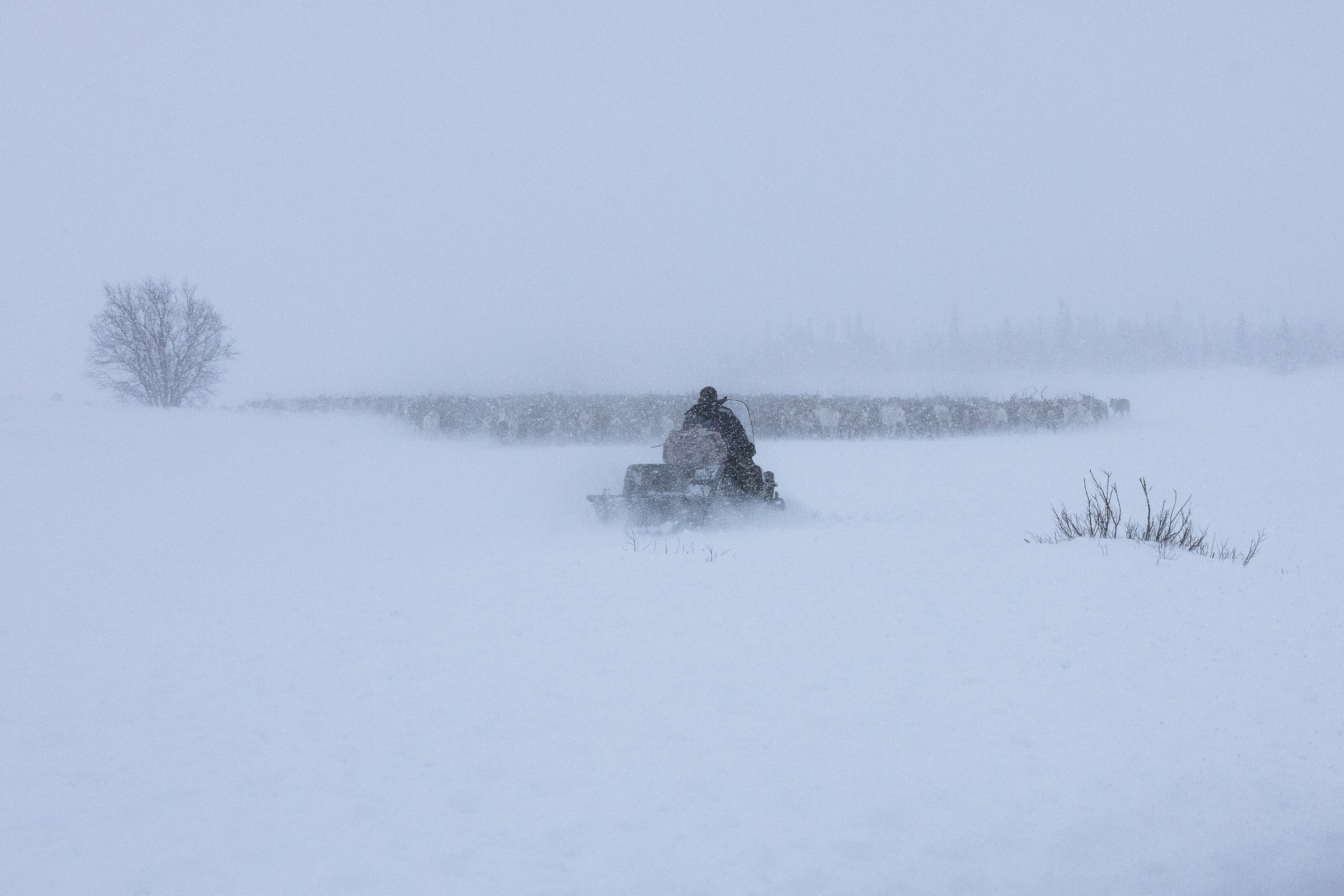 Ловозеро. Оленеводы. Алиса Северная. Визуальные исследования. Пейзажная и документальная фотография