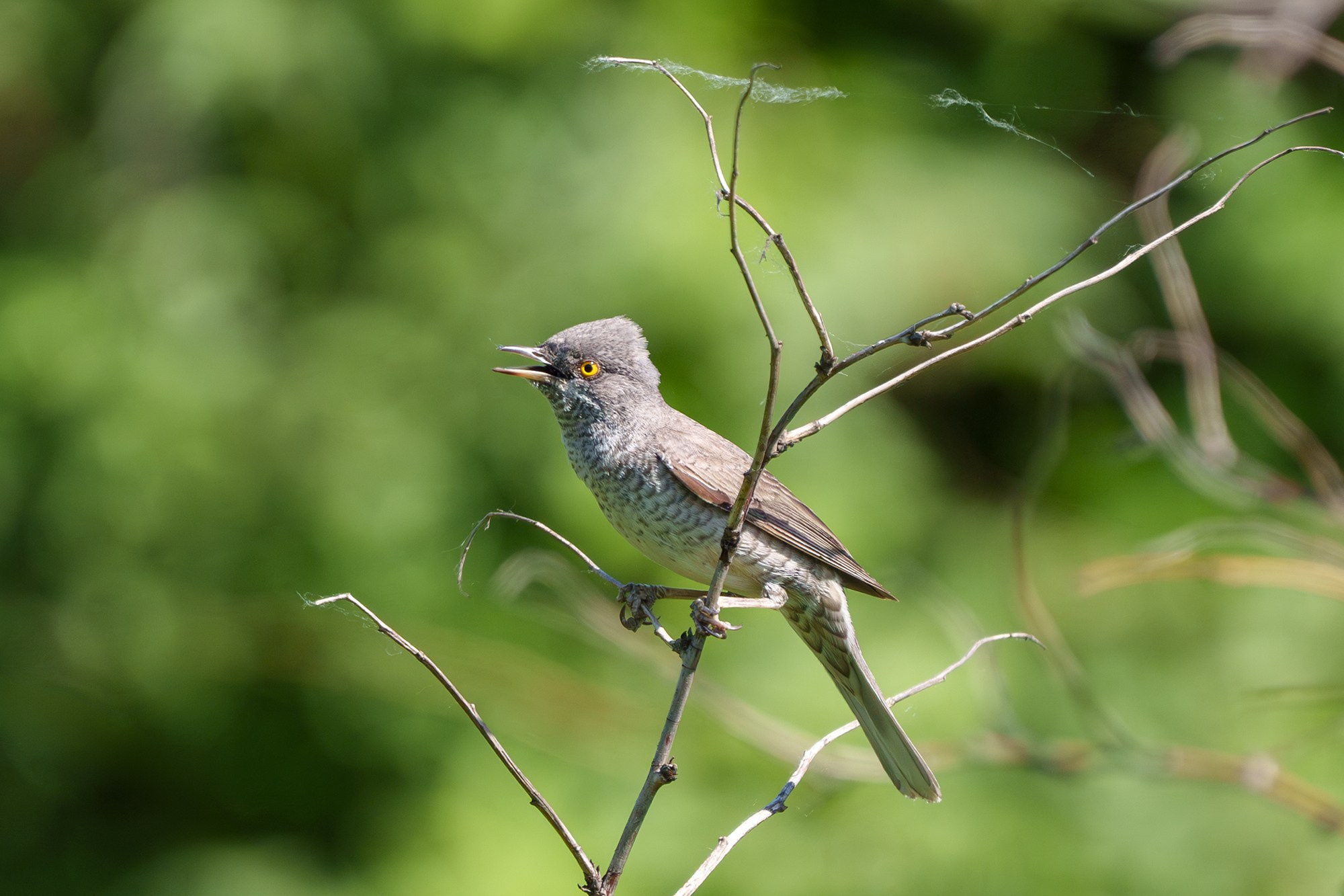 Удивительные мир птиц. Вокруг нас столько прекрасного — присмотритесь!. Ваш личный фотограф Марина Волкова