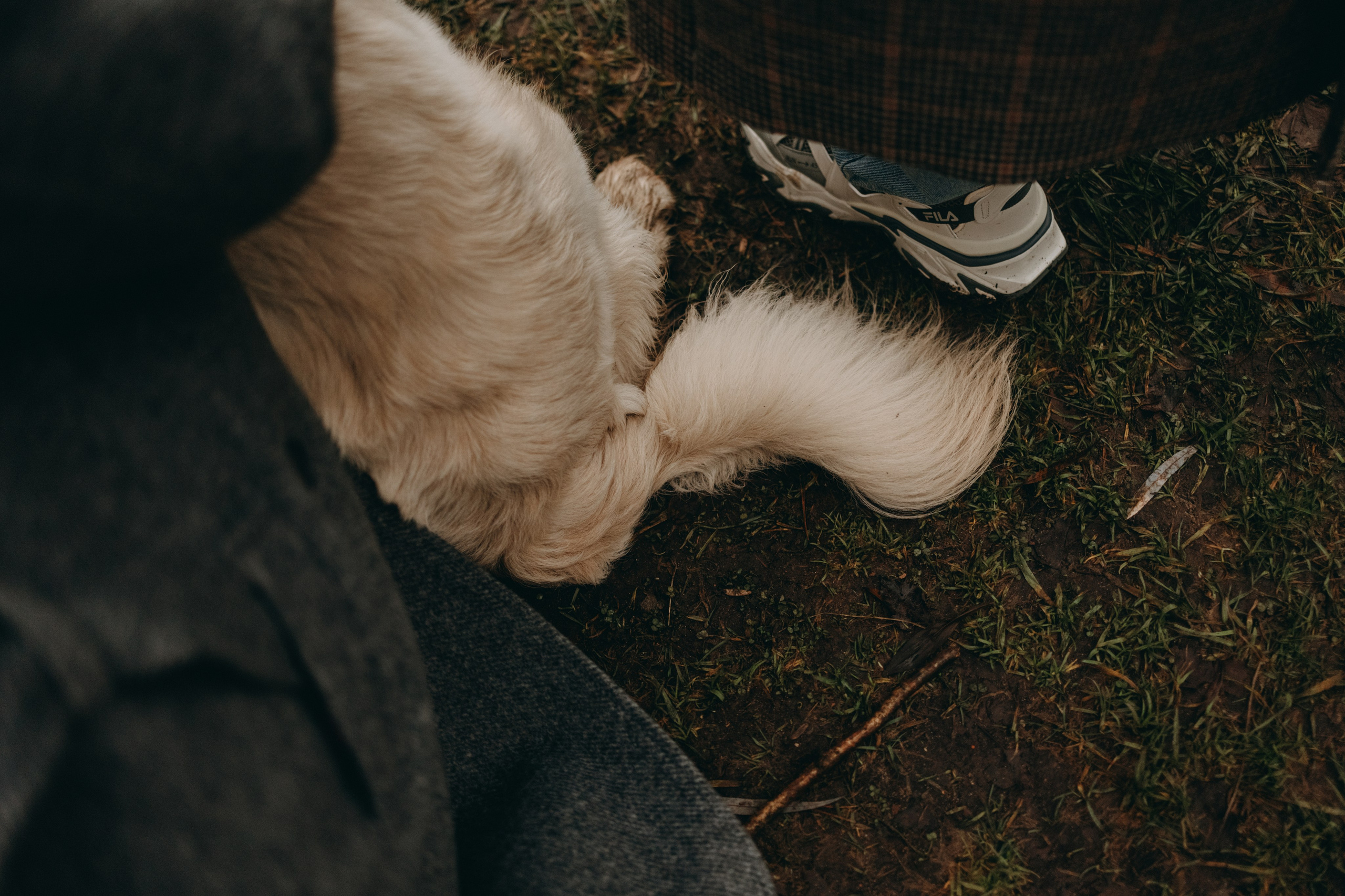 Лаки и его семья. Фотограф — Анималист | Санкт-Петербург