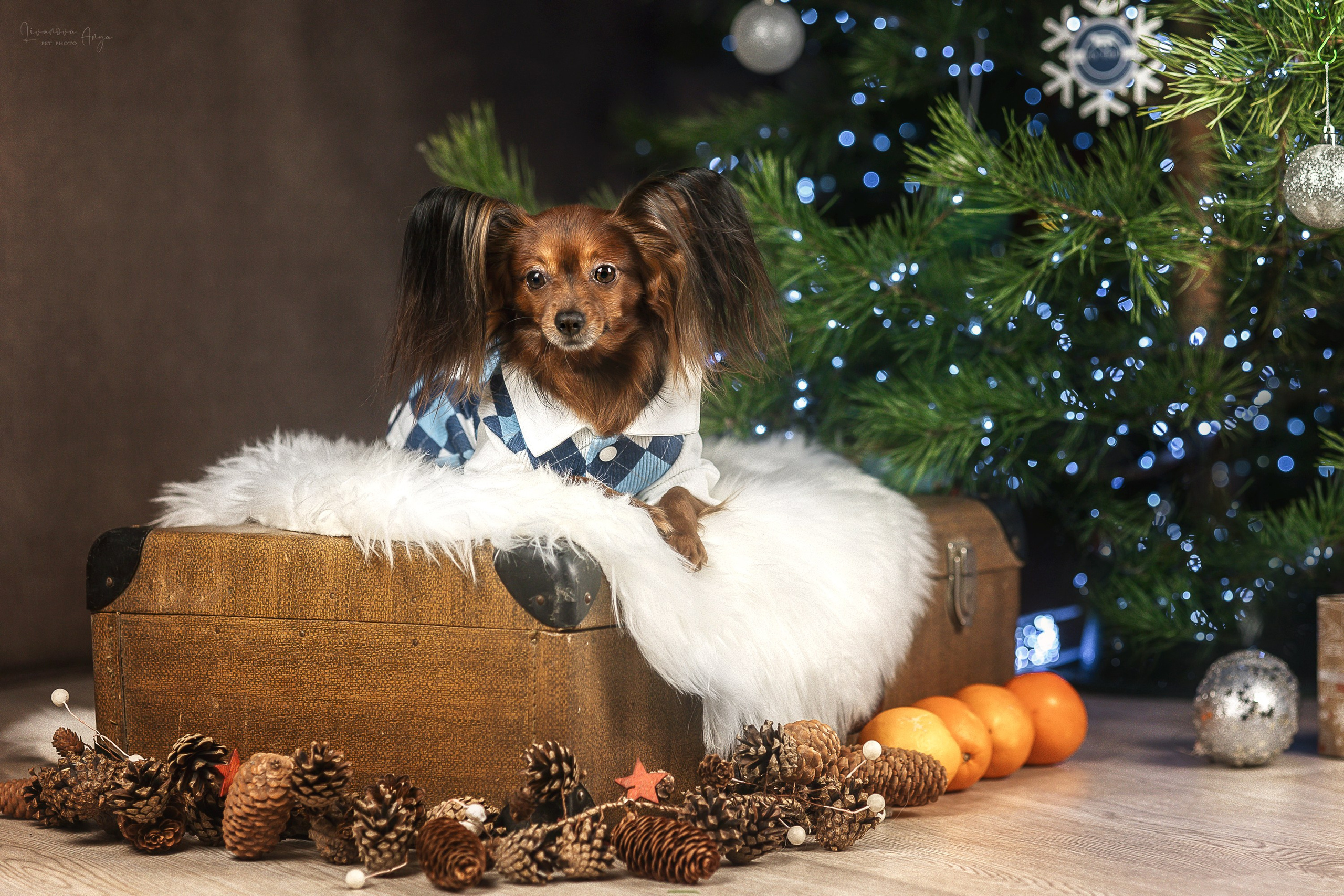 Фотодень_1 2025. Фотограф анималист Аня Ливанова | Рыбинск