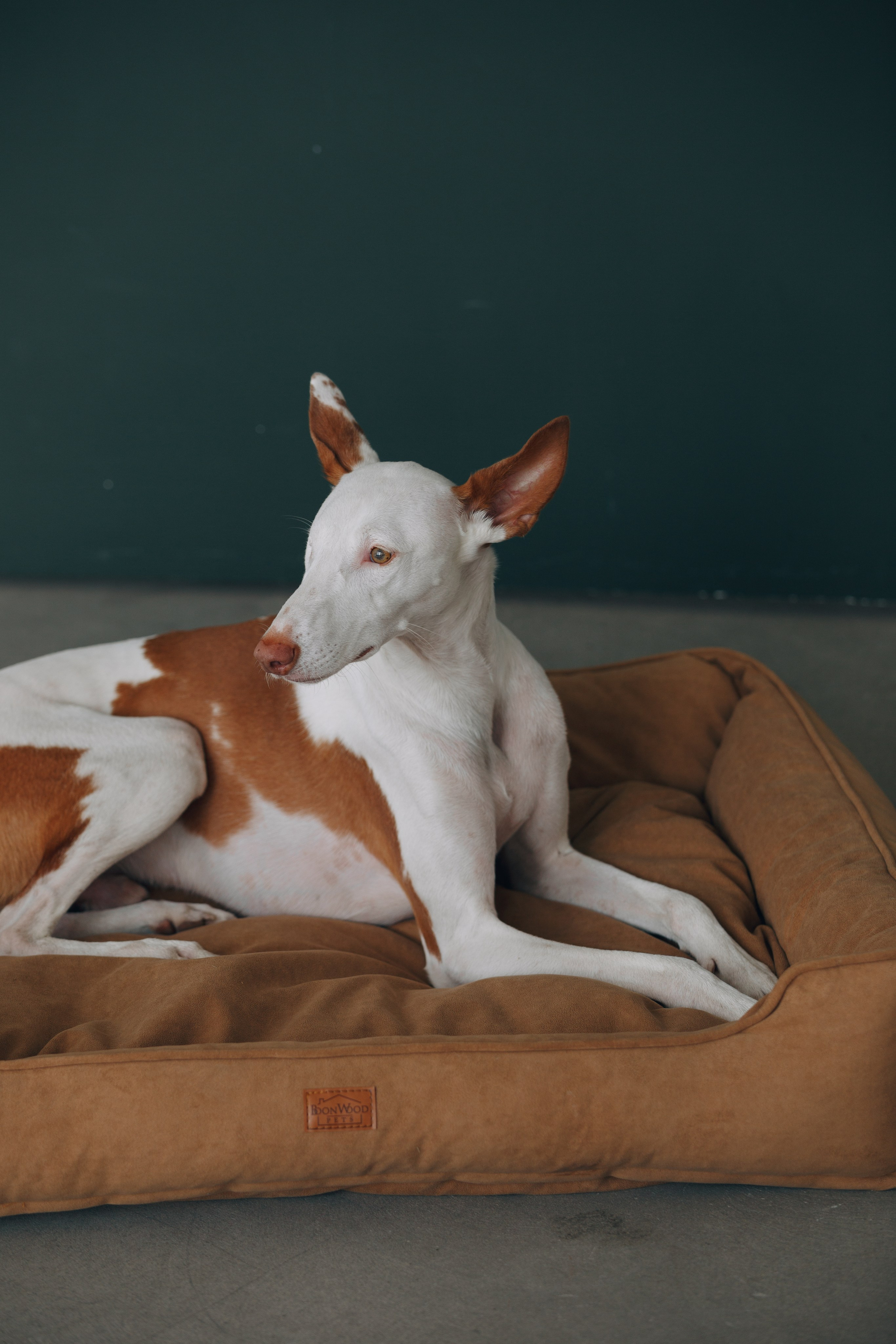 Boonwood Pets лежанки для животных. Фотограф анималист Кристина Карпова, Москва