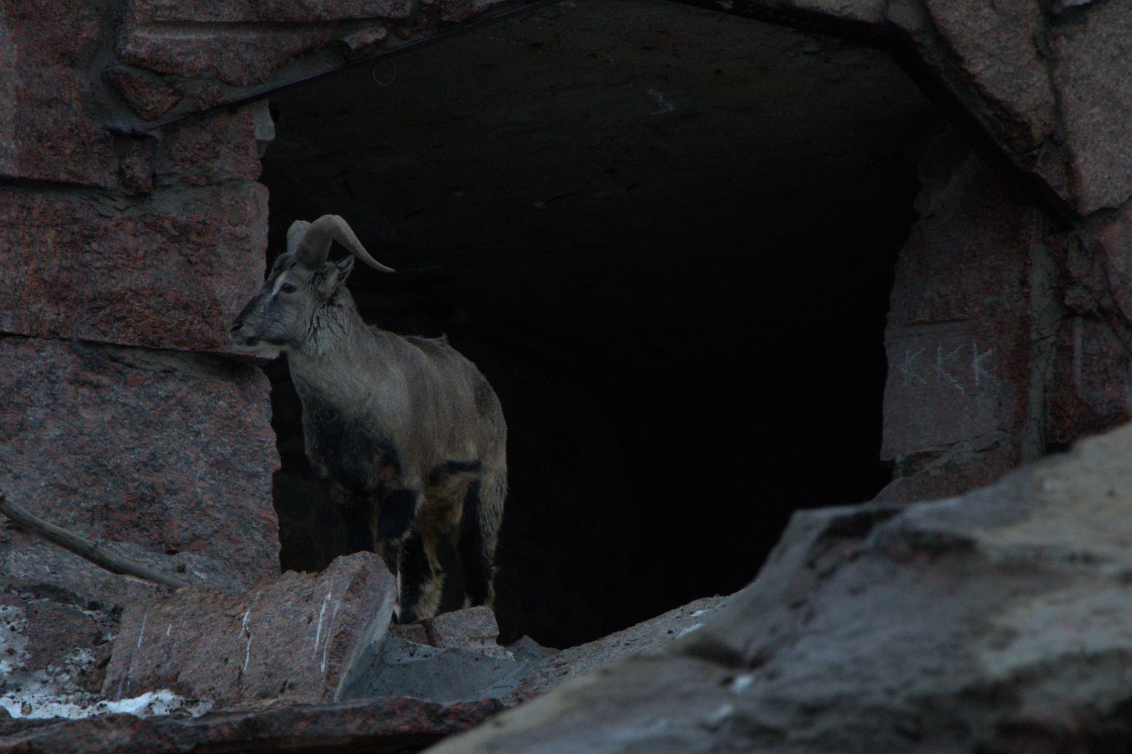 ЗООПАРК. ФОТОГРАФ В МОСКВЕ СТАНИСЛАВ КОБЗЕВ