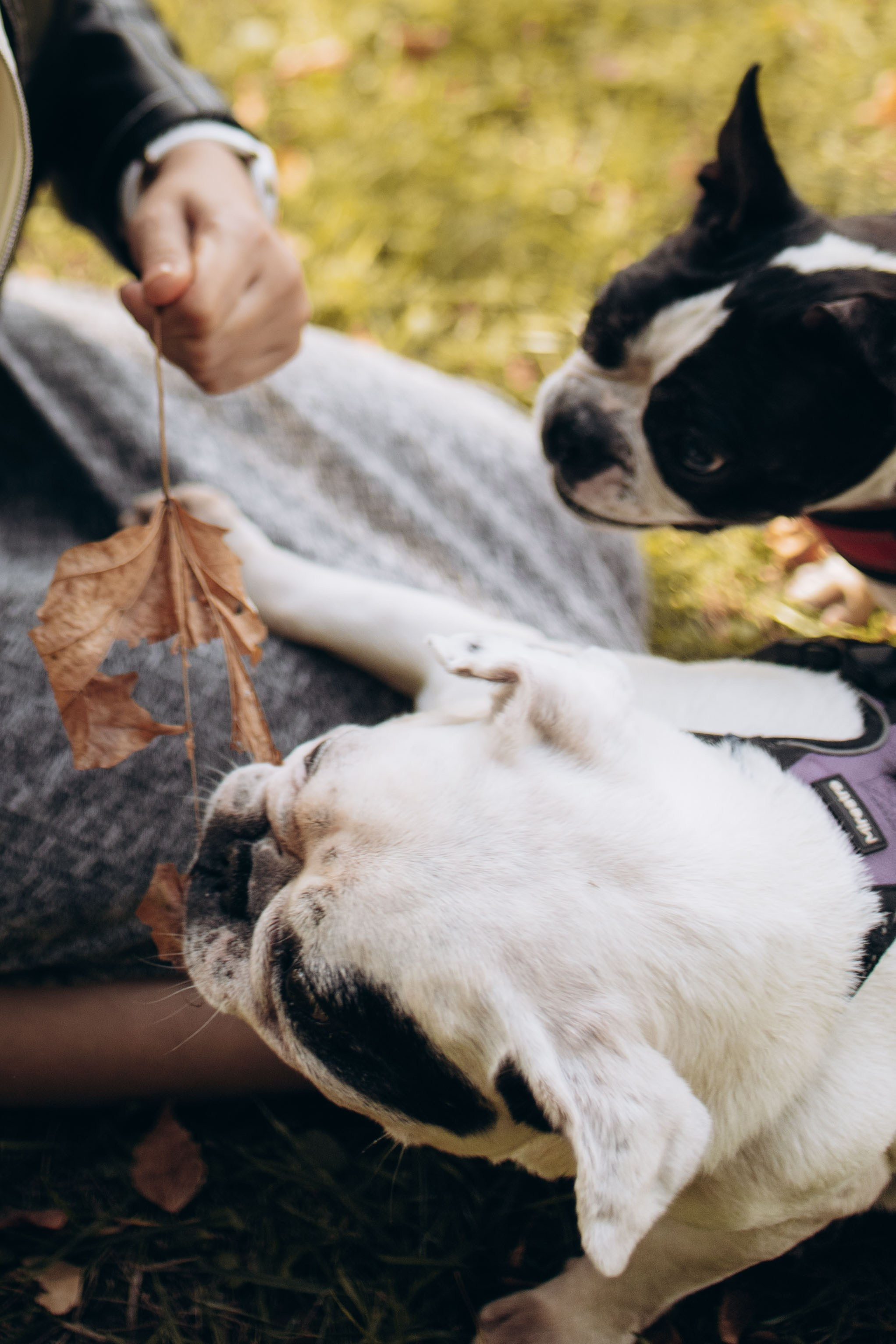 Оля и бульдоги