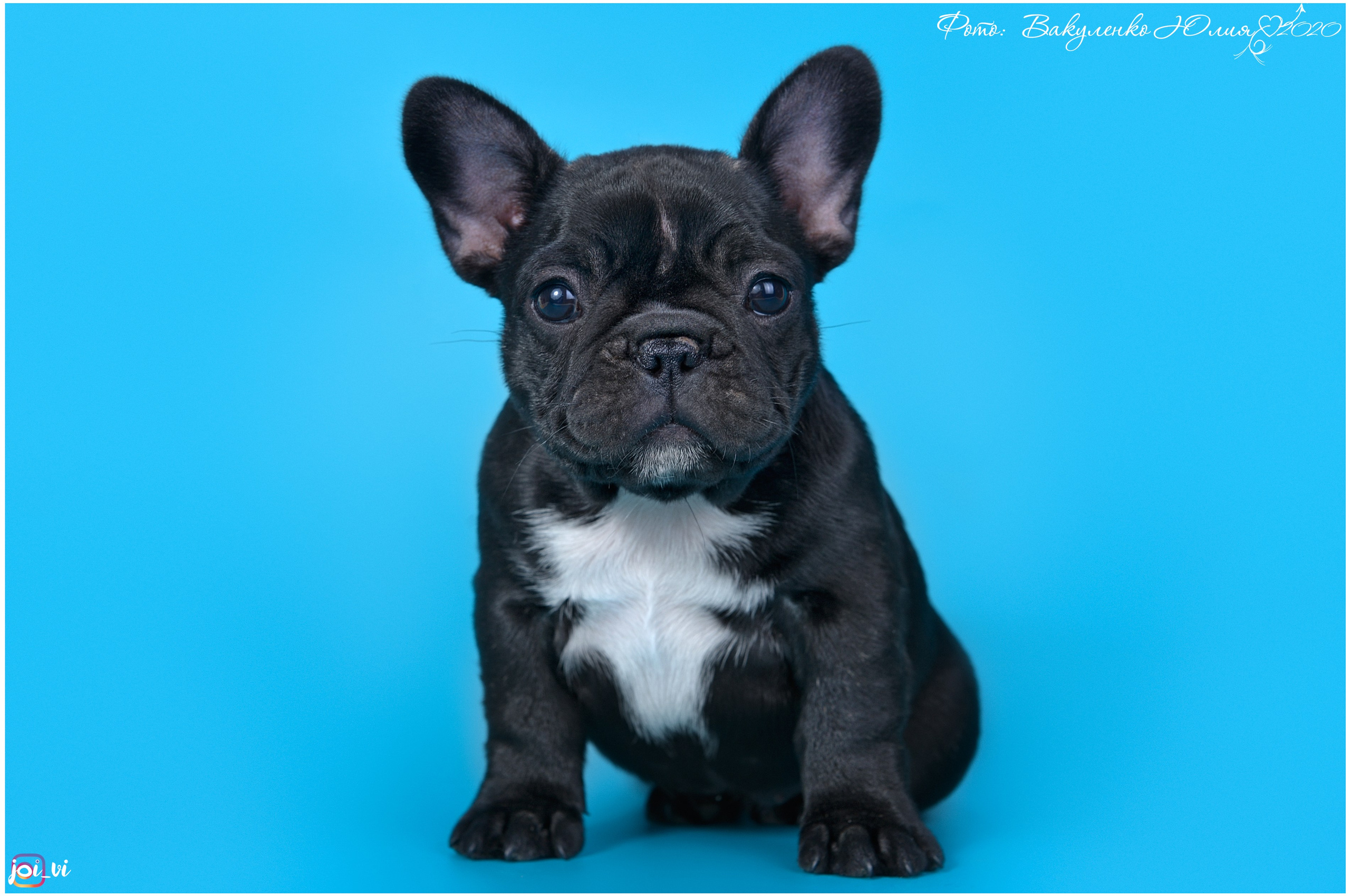 Студийная съемка. Фотограф анималист | семейный Юлия Вакуленко, г. Краснодар