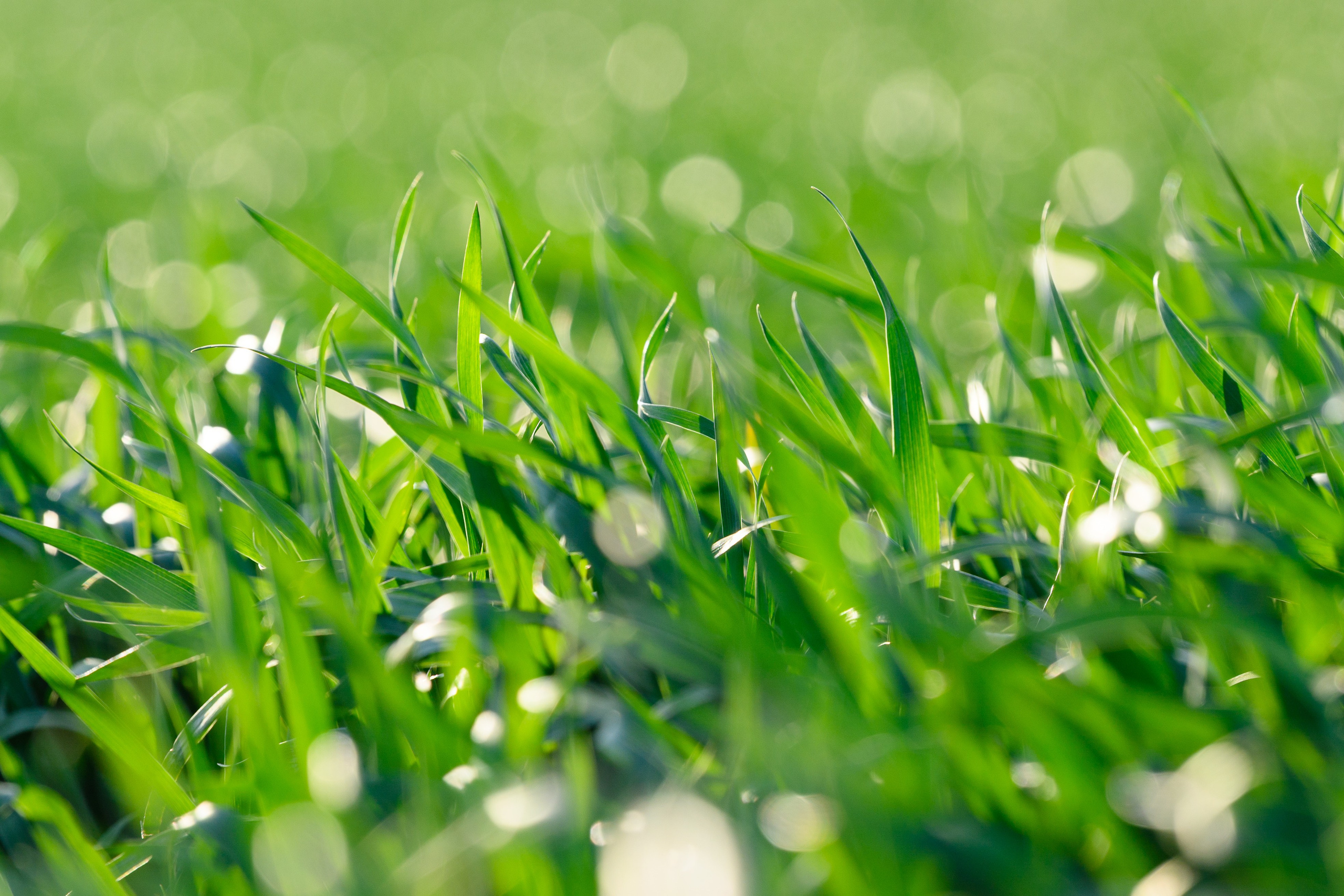 Проекты. Профессиональный фотограф Вячеслав Плацында | Липецк |