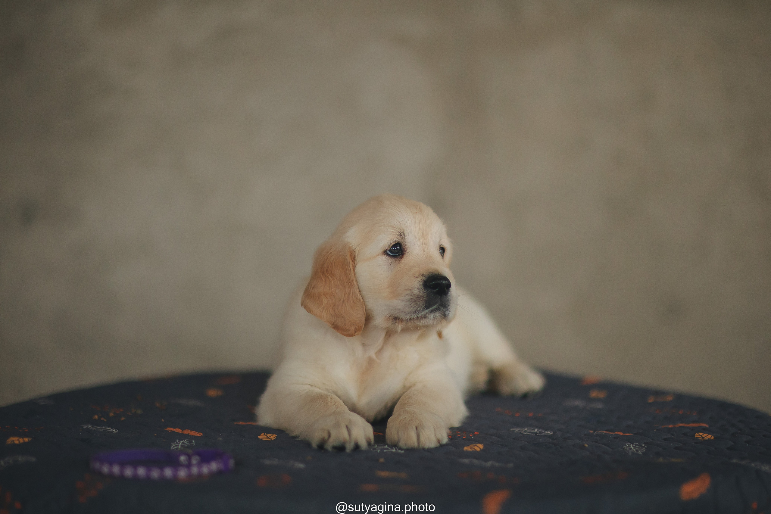 Фиолетовая лента. Свадебный и женский фотограф