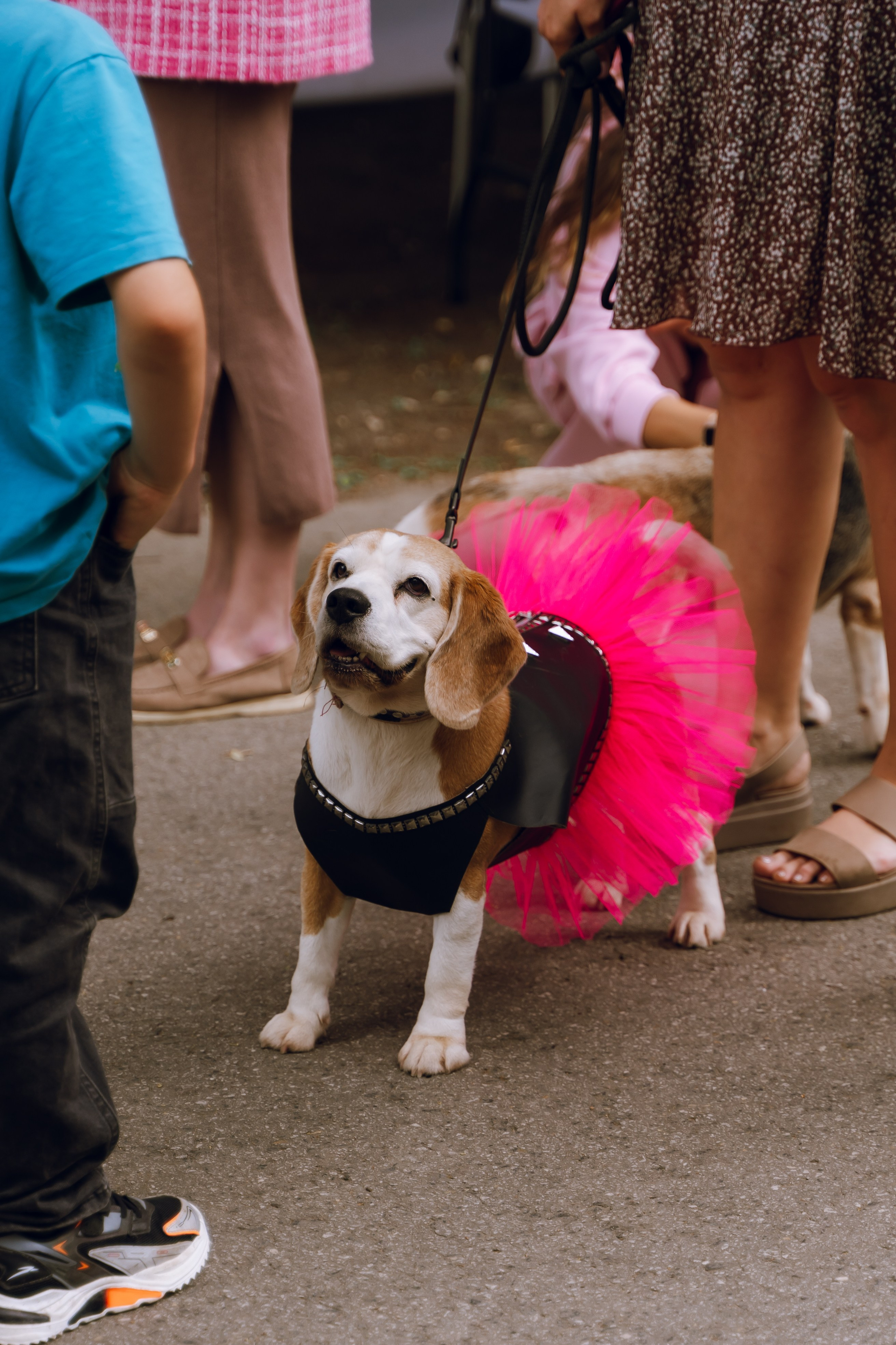Площадка фестиваля «Мампус и его друзья» в Лесопарке 2025. Фотограф Надежда Погребняк | Рязань | Москва