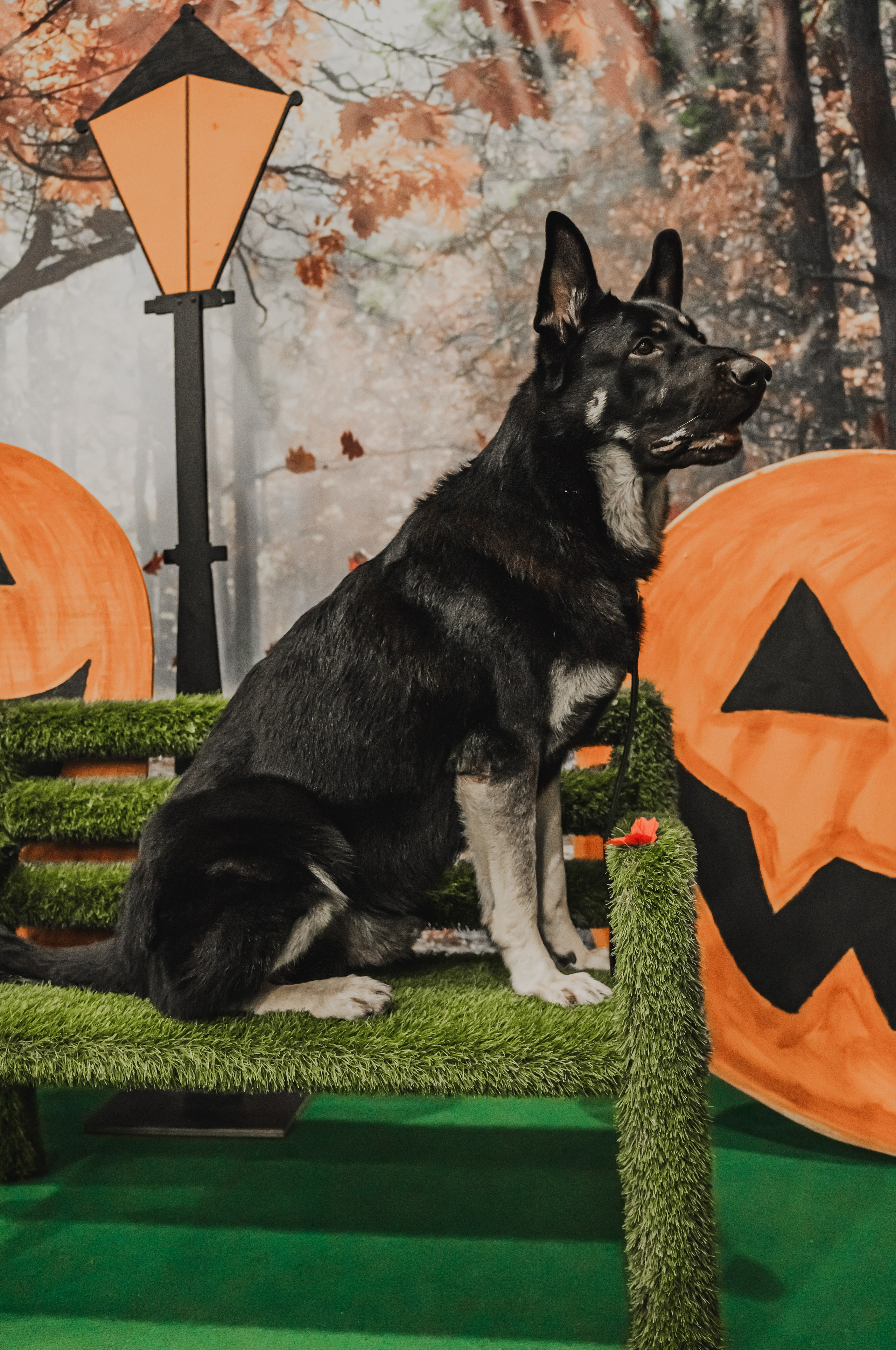 Международная выставка собак всех пород. Репортажный фотограф Анастасия Рубцова