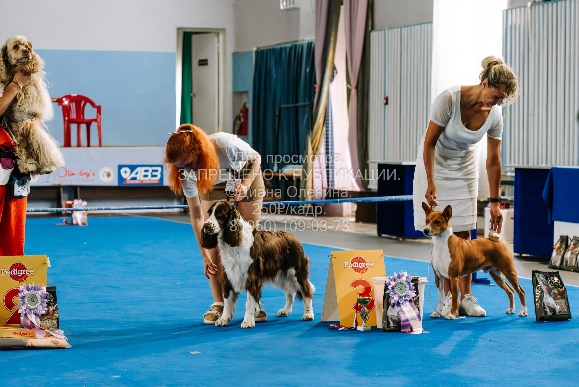 Национальная выставка собак всех пород ранга САС-IKU «Кубок Красноярск. Фотограф Диана Оленина Красноярск / Братск