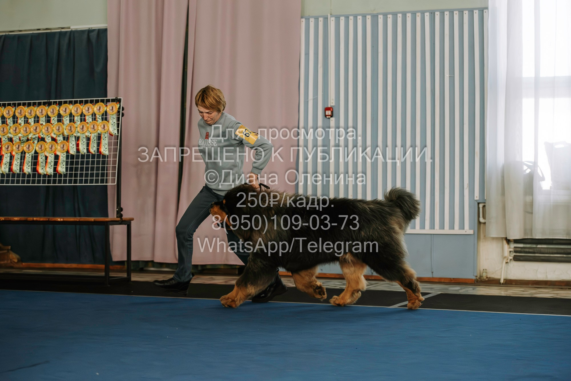 Выставка собак Красноярск 29.10.2023. Фотограф Диана Оленина Красноярск / Братск