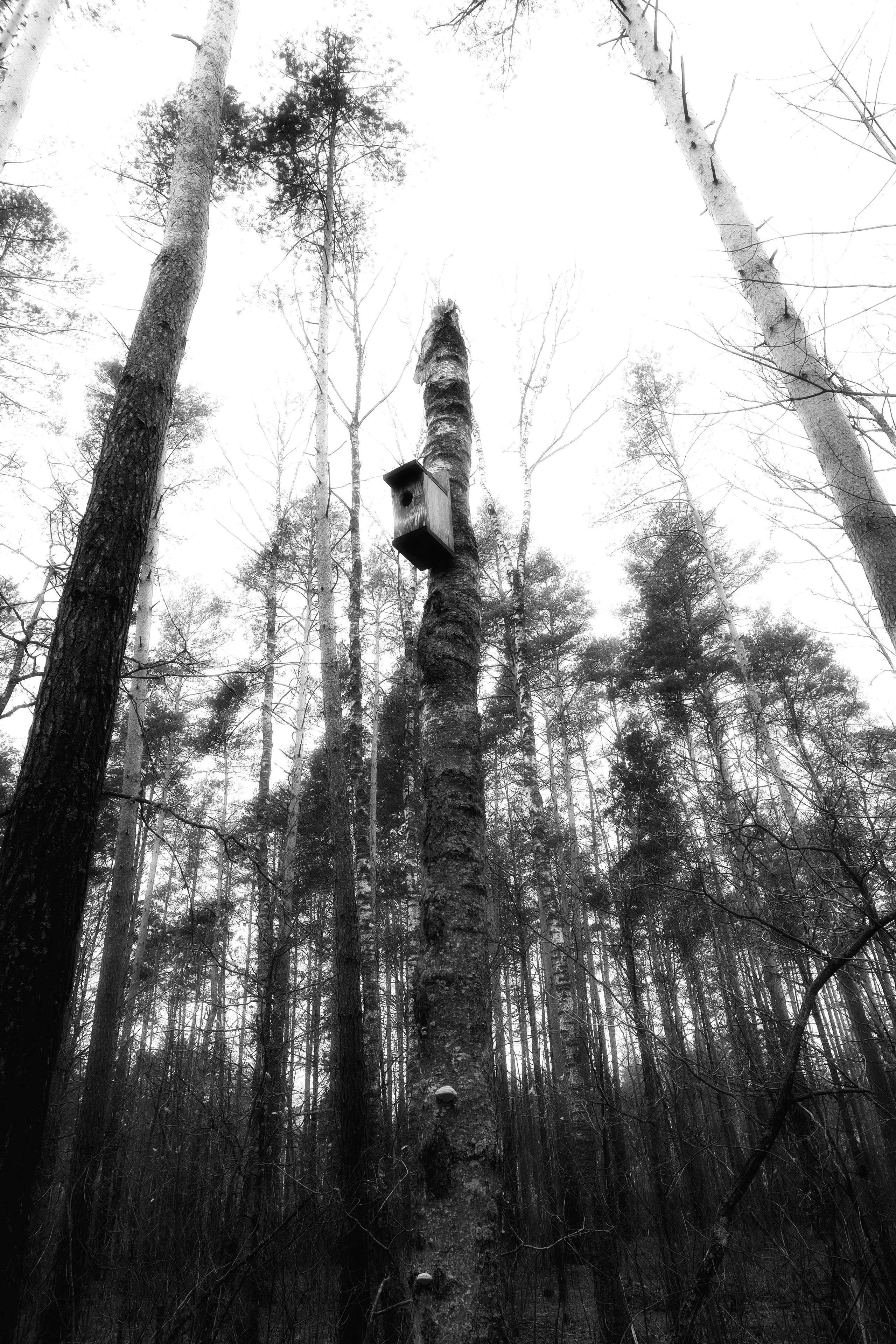 ЧБ  пейзажи (BnW landscape). Фотограф (photographer) Lischinski Vitaliy