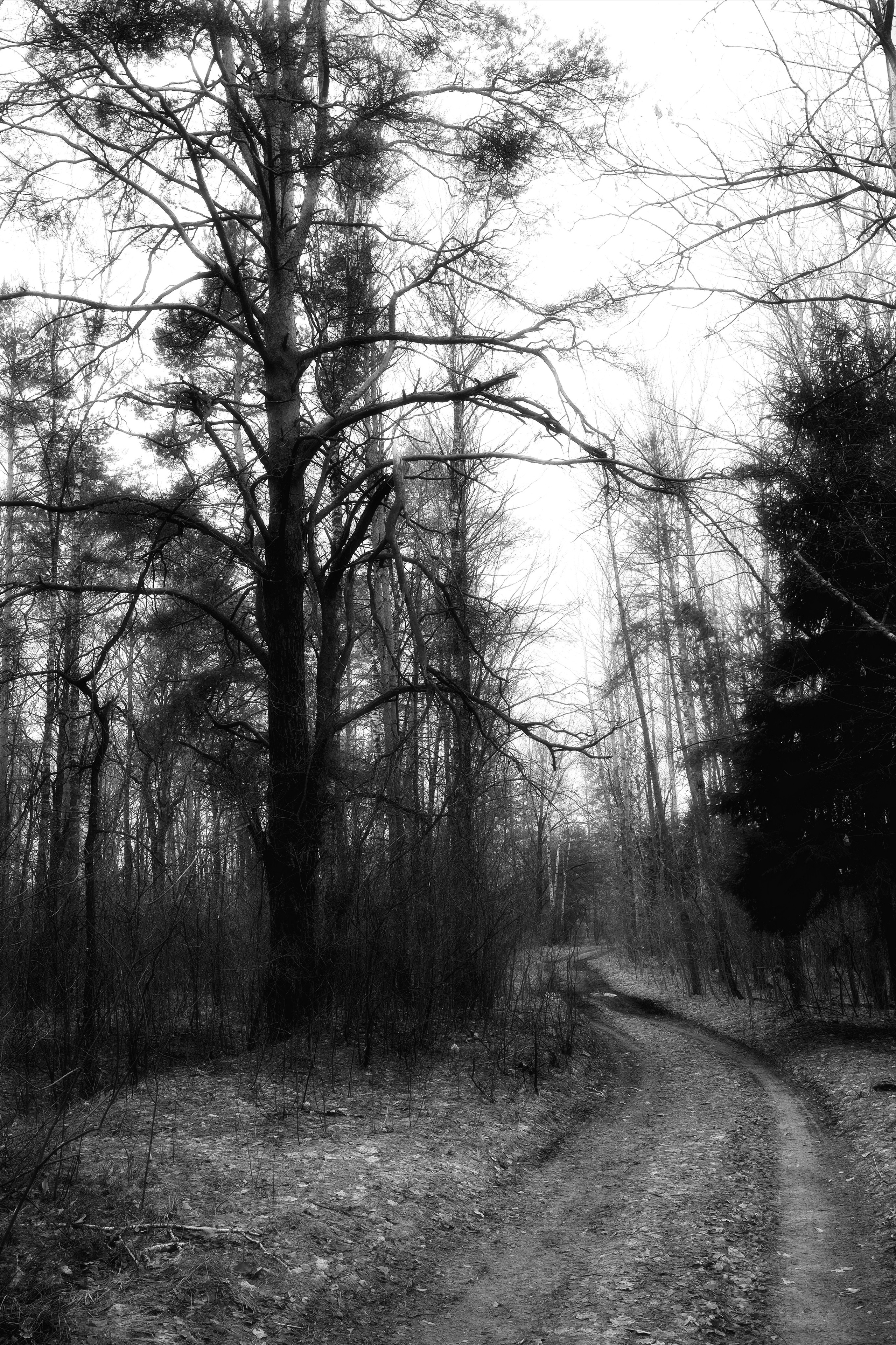 ЧБ  пейзажи (BnW landscape). Фотограф (photographer) Lischinski Vitaliy