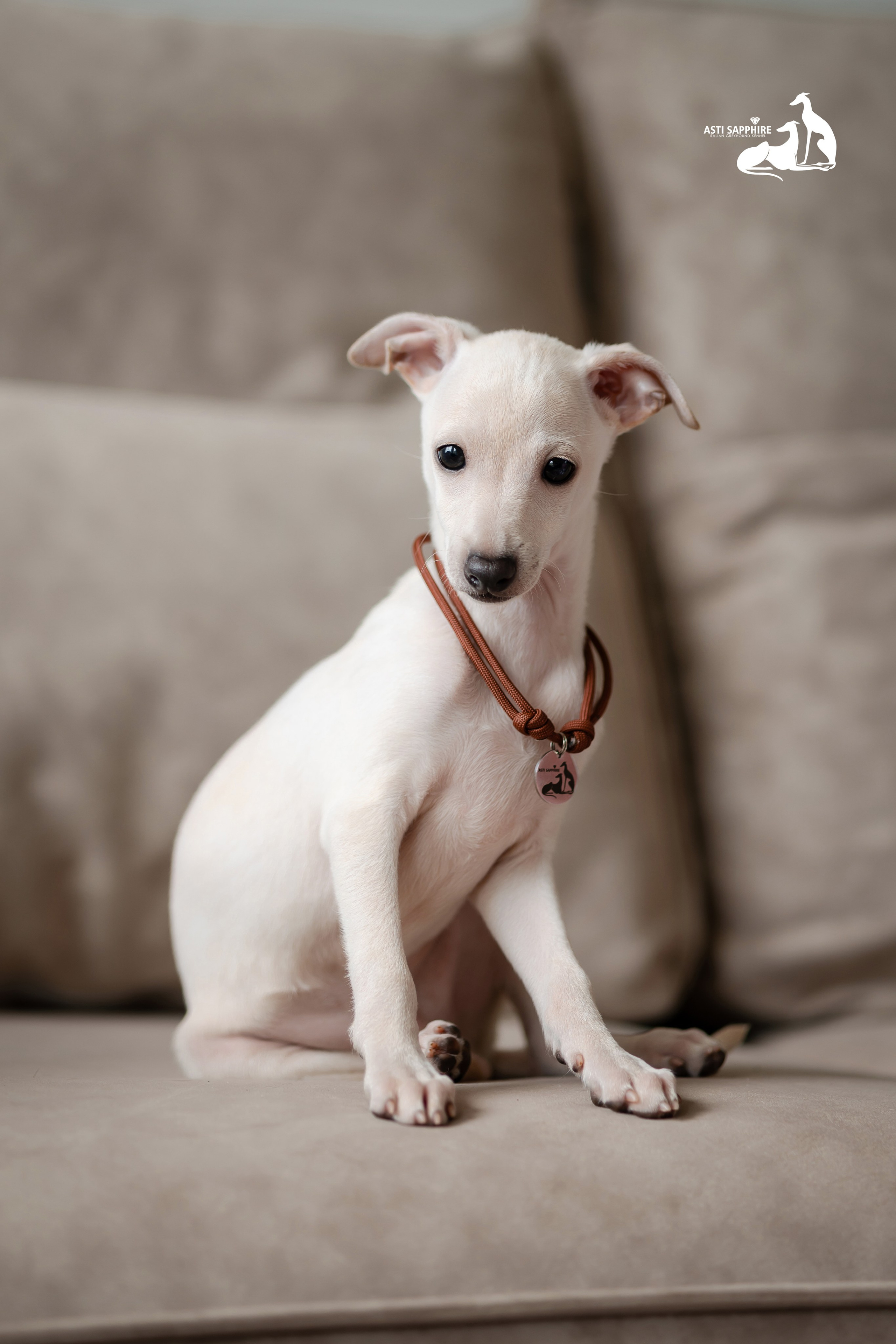 Белоснежные. Professional Italian Greyhound Kennel RKF/FCI ASTI SAPPHIRE 💎 Sochi|St. Petersburg