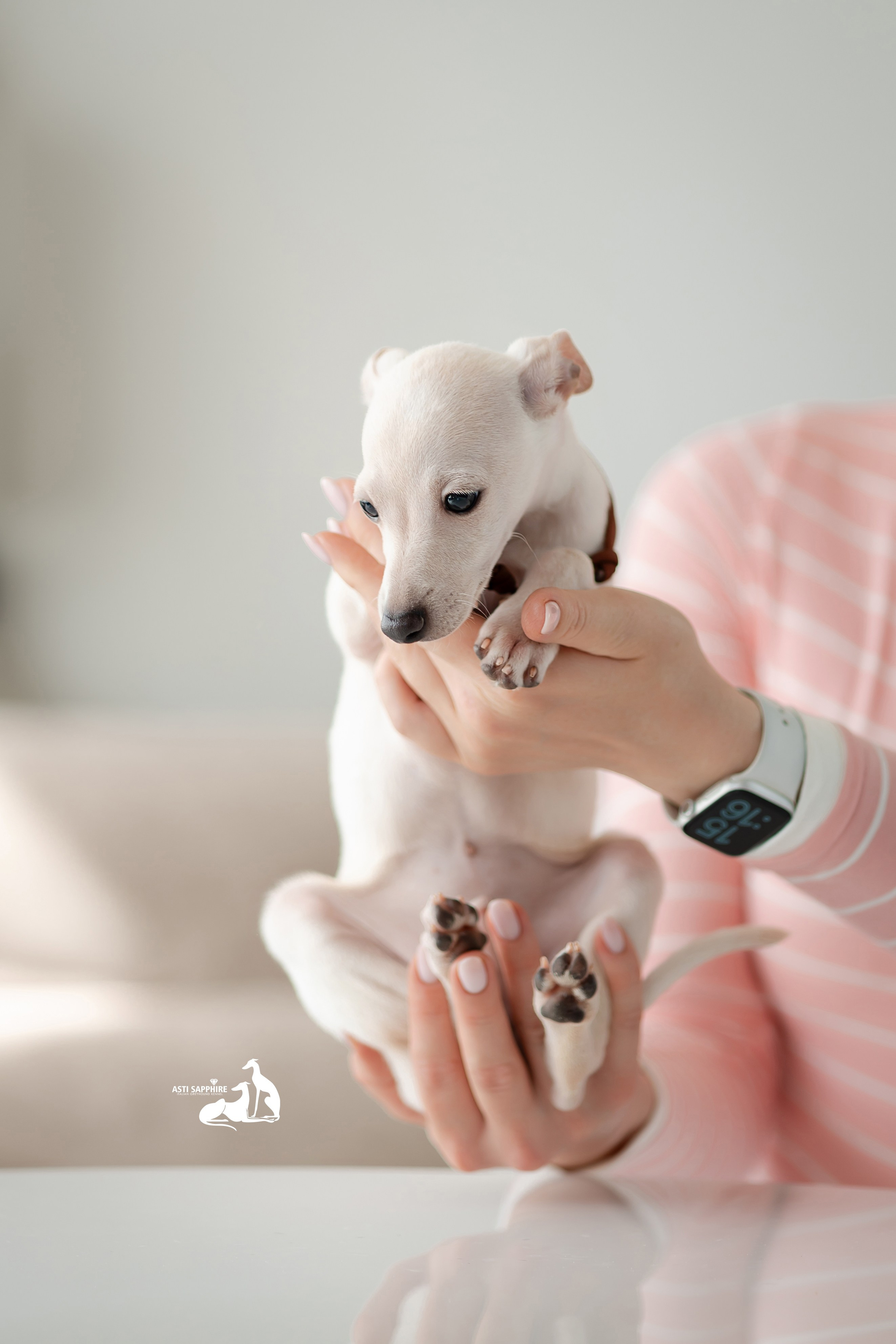 Белоснежные. Professional Italian Greyhound Kennel RKF/FCI ASTI SAPPHIRE 💎 Sochi|St. Petersburg