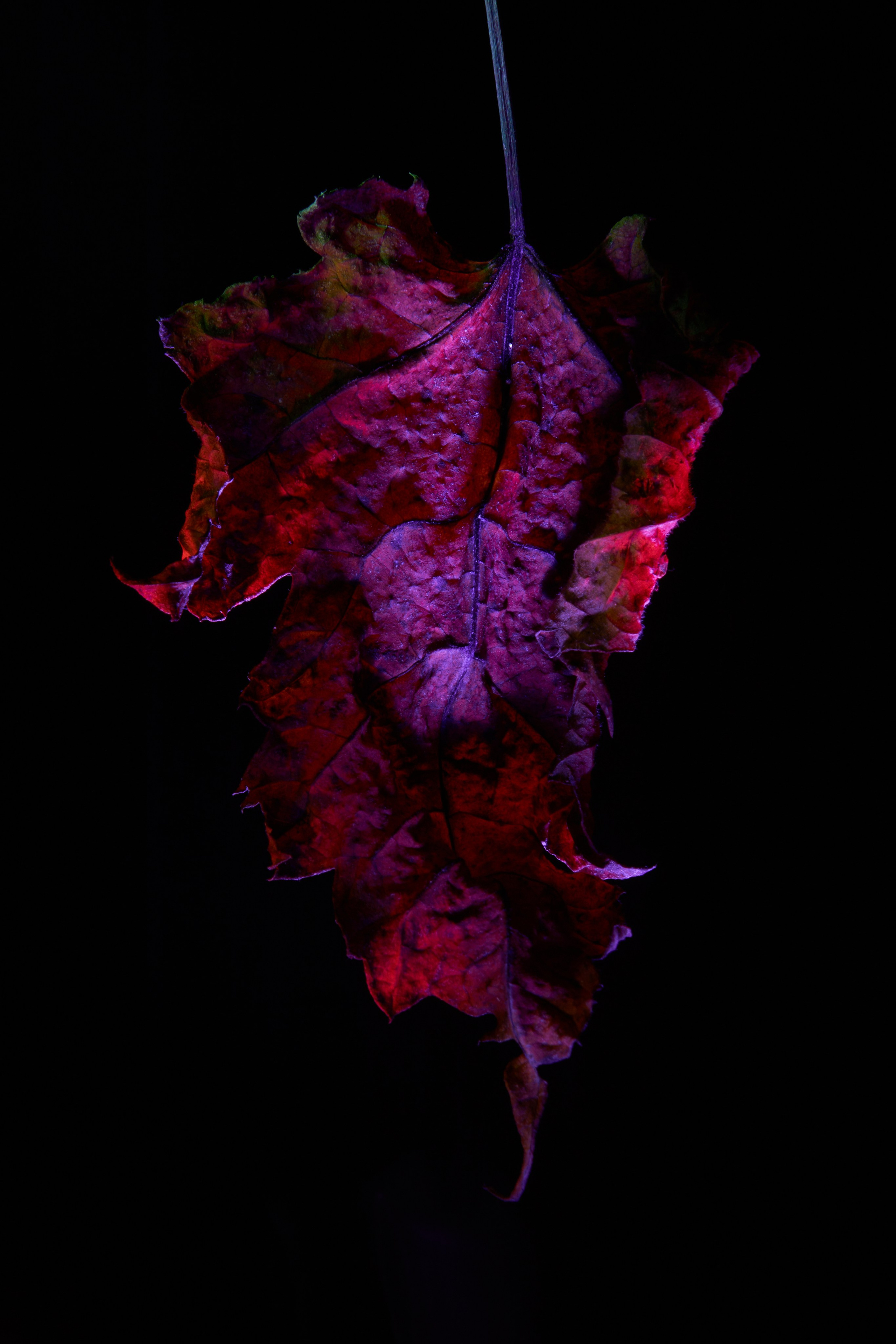 «Красок Тьма Полна». Арт-фотограф во Владивостоке Дмитрий Осипчук