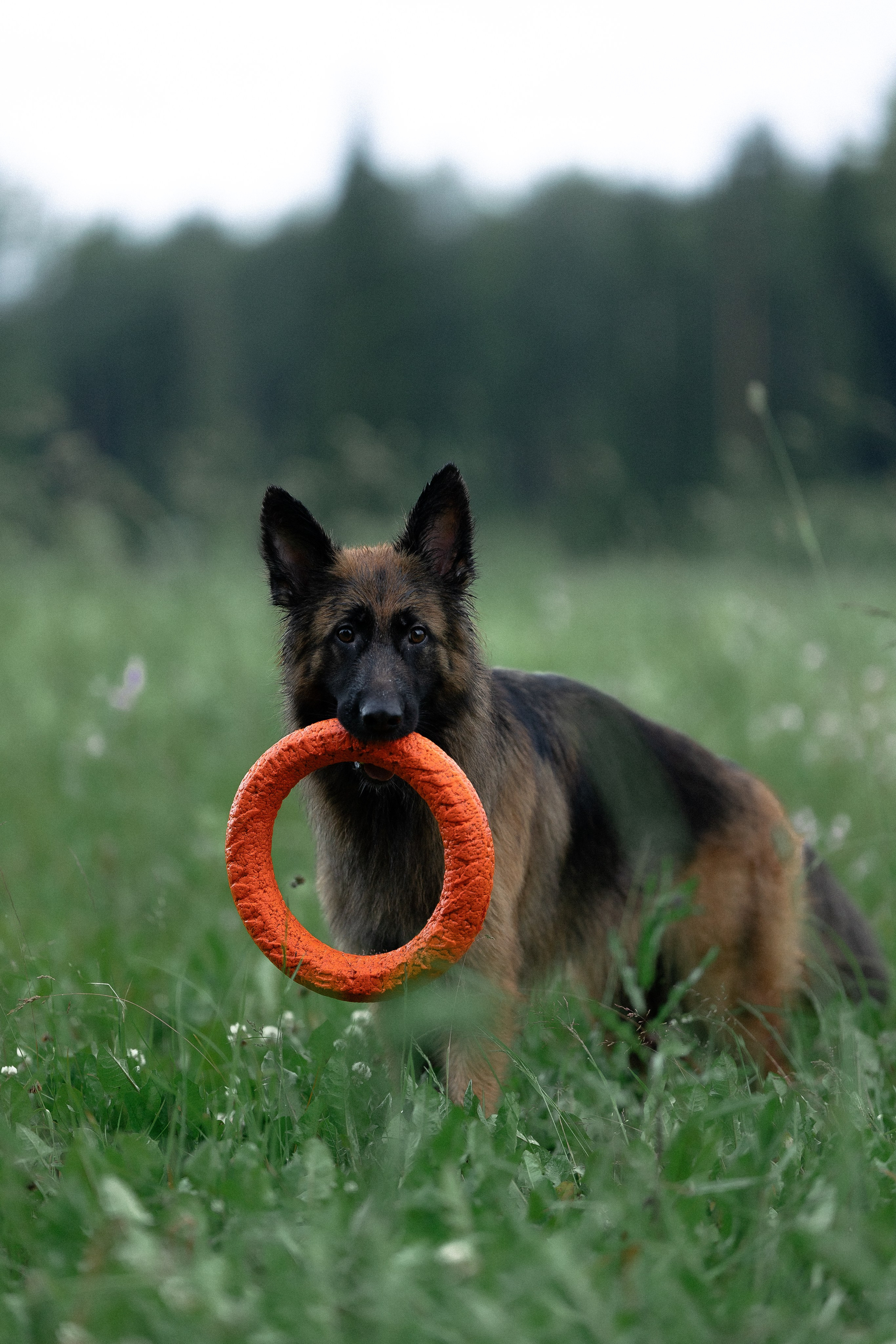 Алена, Фанни и Фрея. Фотограф и видеограф анималист Аганина Дарья