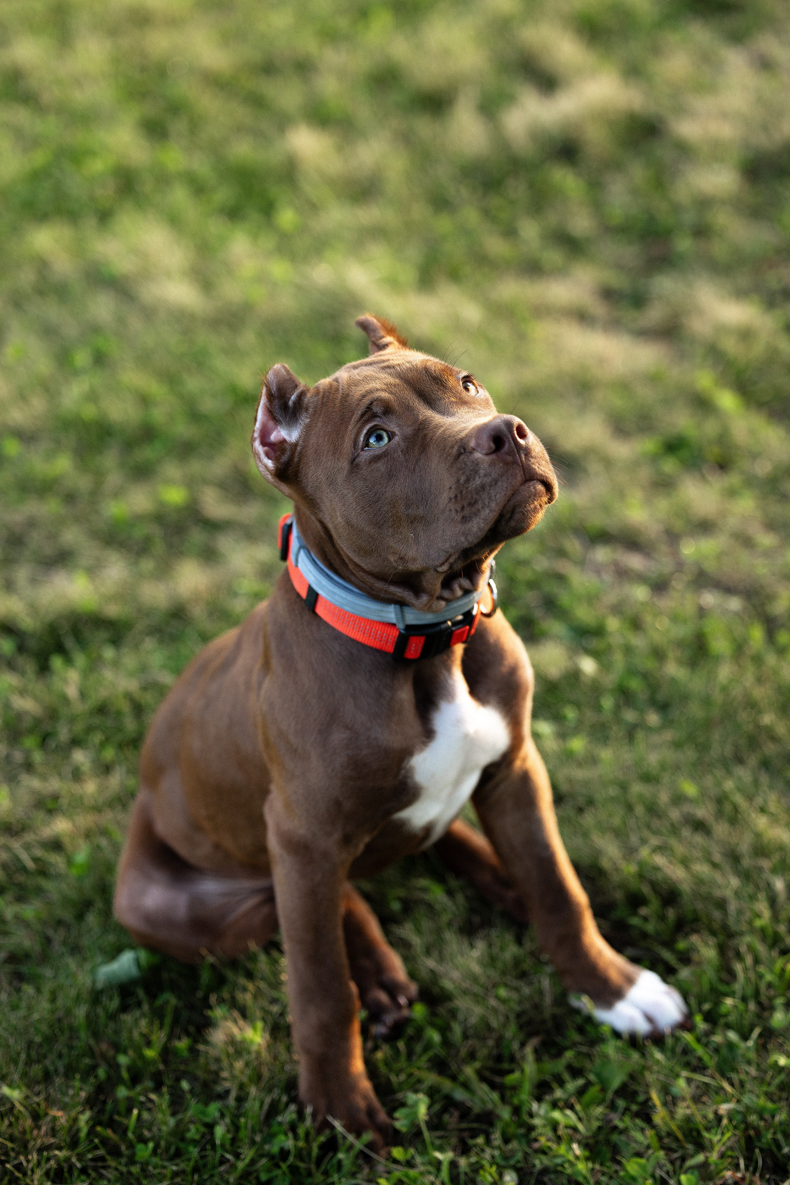 Елена и Хан. Фотограф и видеограф анималист Аганина Дарья