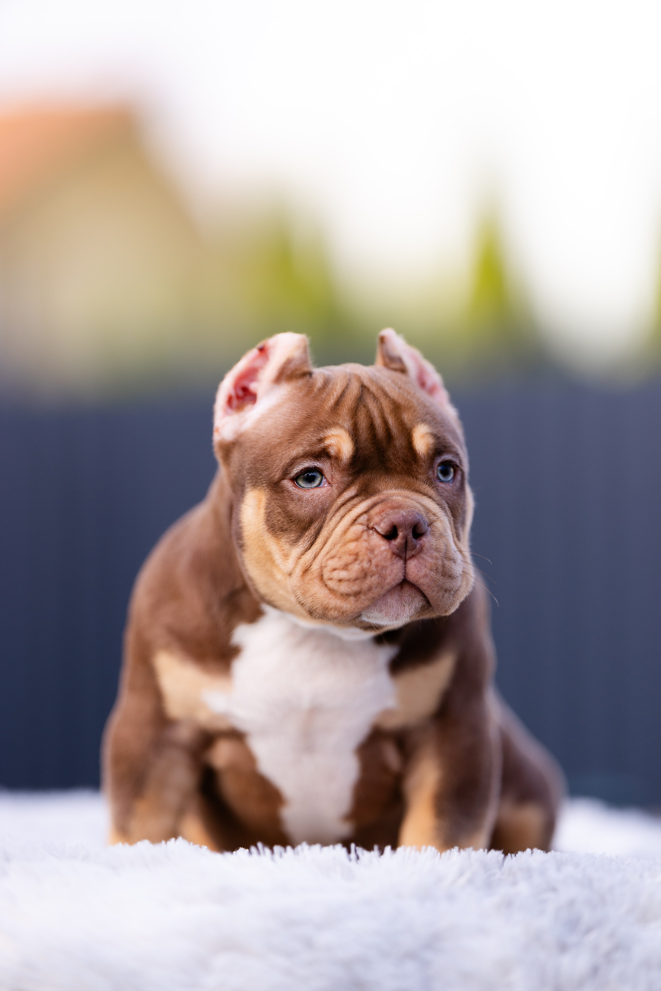 Булли. Фотограф и видеограф анималист Аганина Дарья