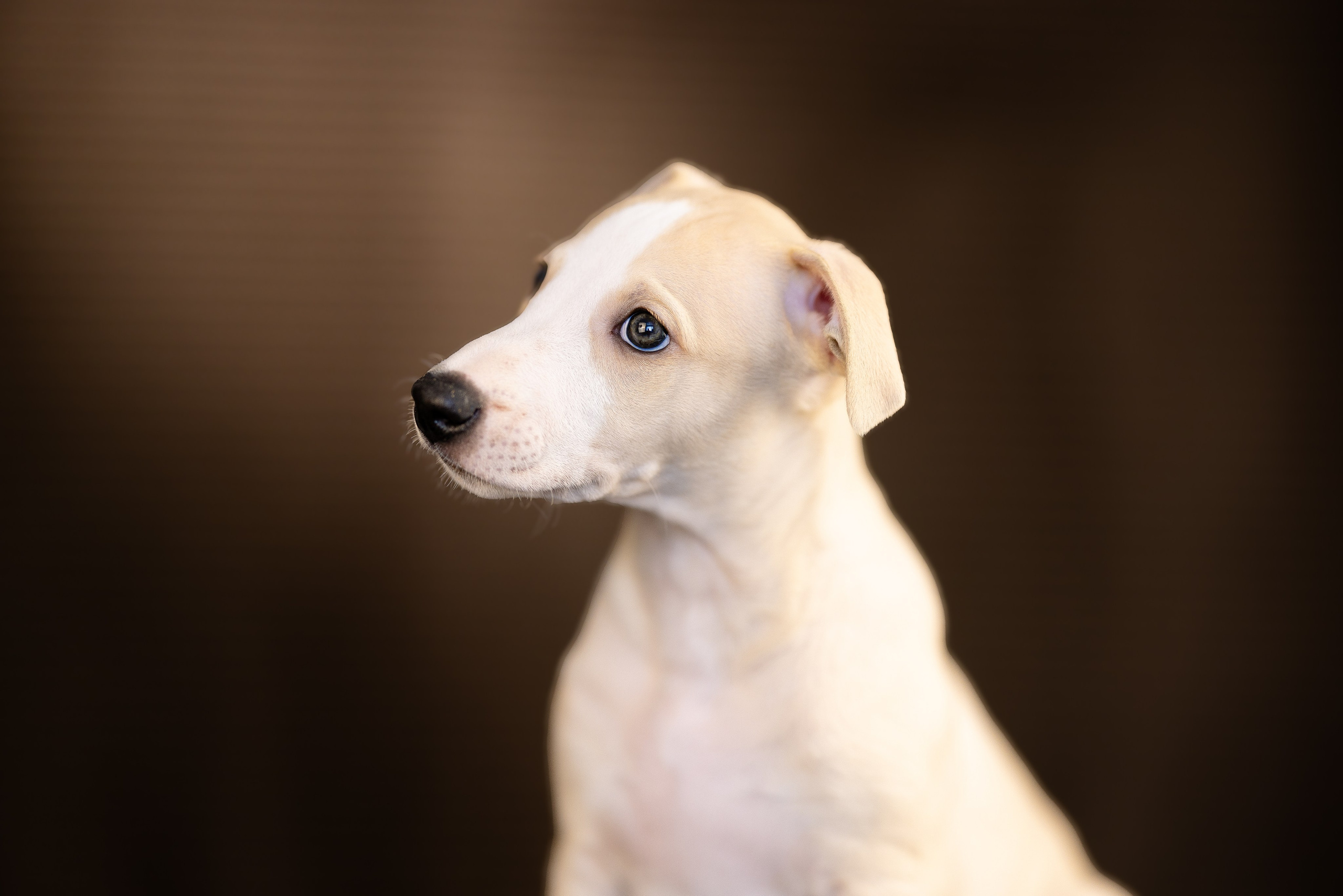 Уиппет. Фотограф и видеограф анималист Аганина Дарья