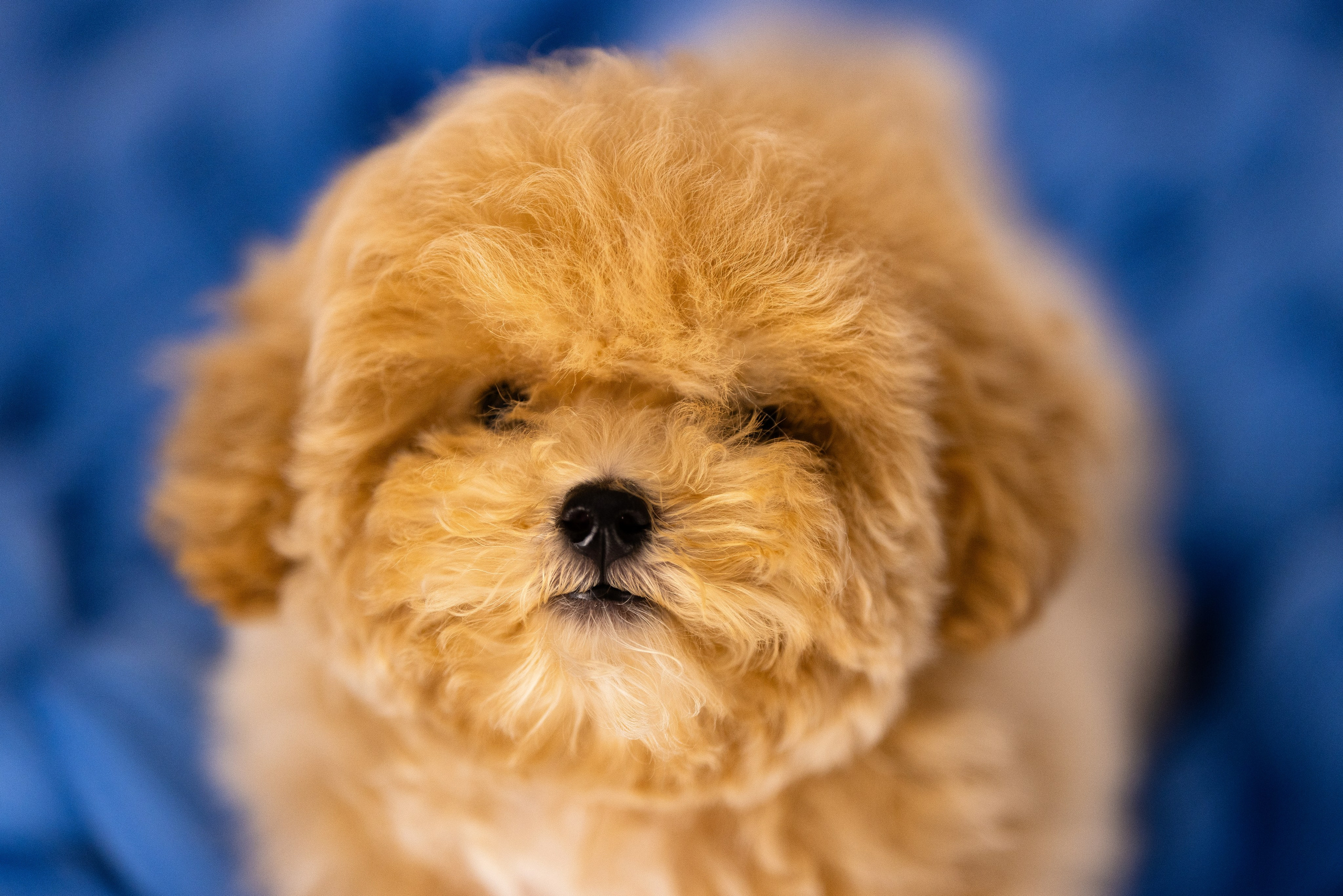 Мальтипу. Фотограф и видеограф анималист Аганина Дарья