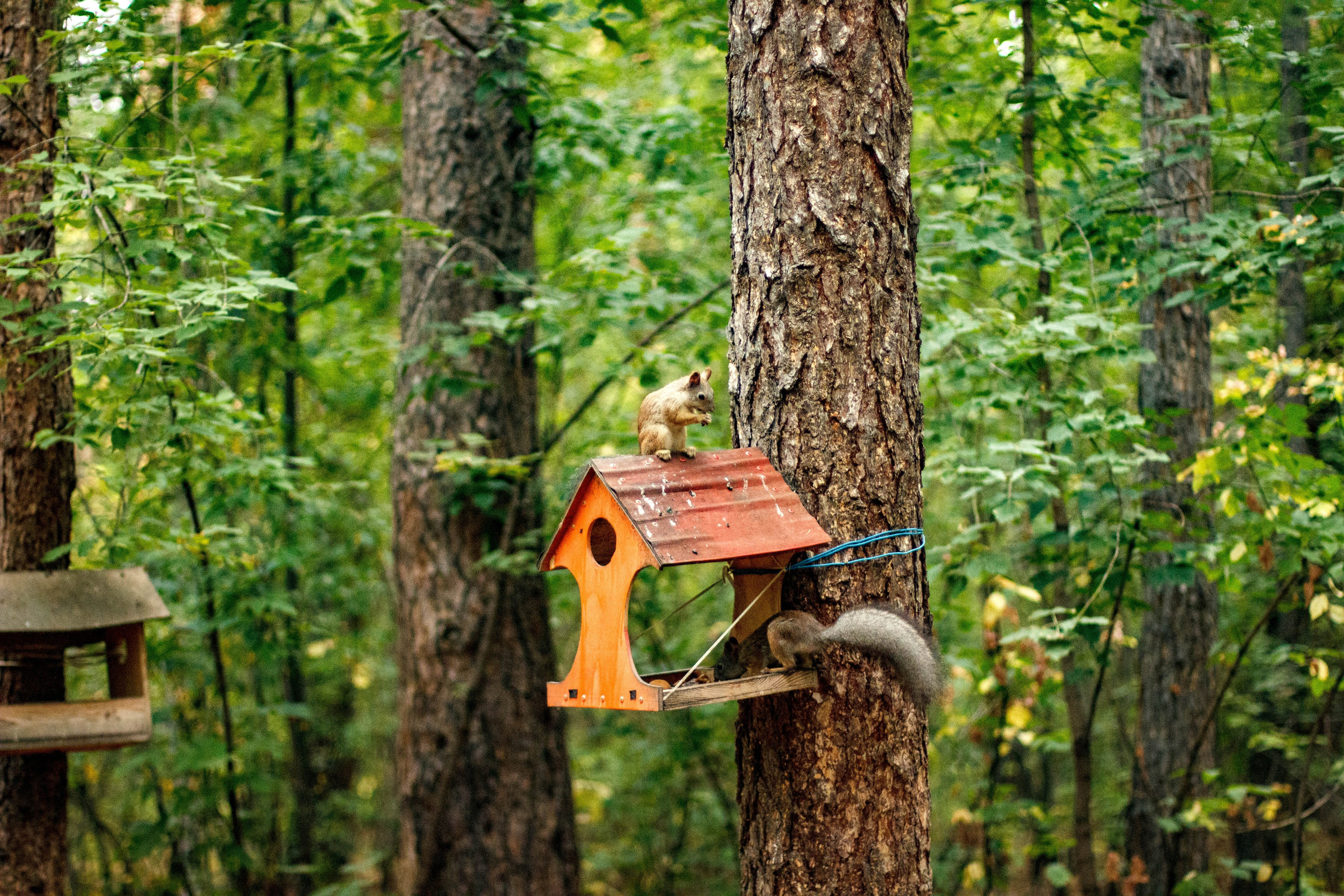Белки / Squirrels. Фотограф Андрей Гузеев