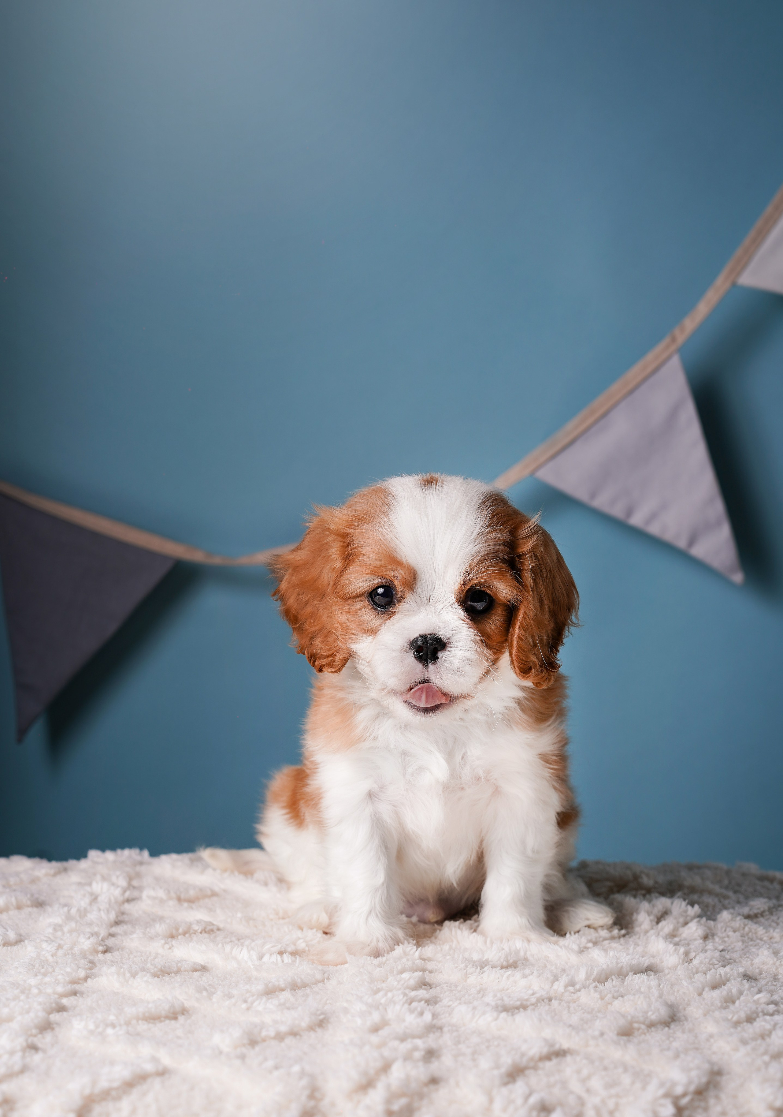 Щенки кавалера. Фотограф-анималист в Санкт-Петербурге Яна Мартынова