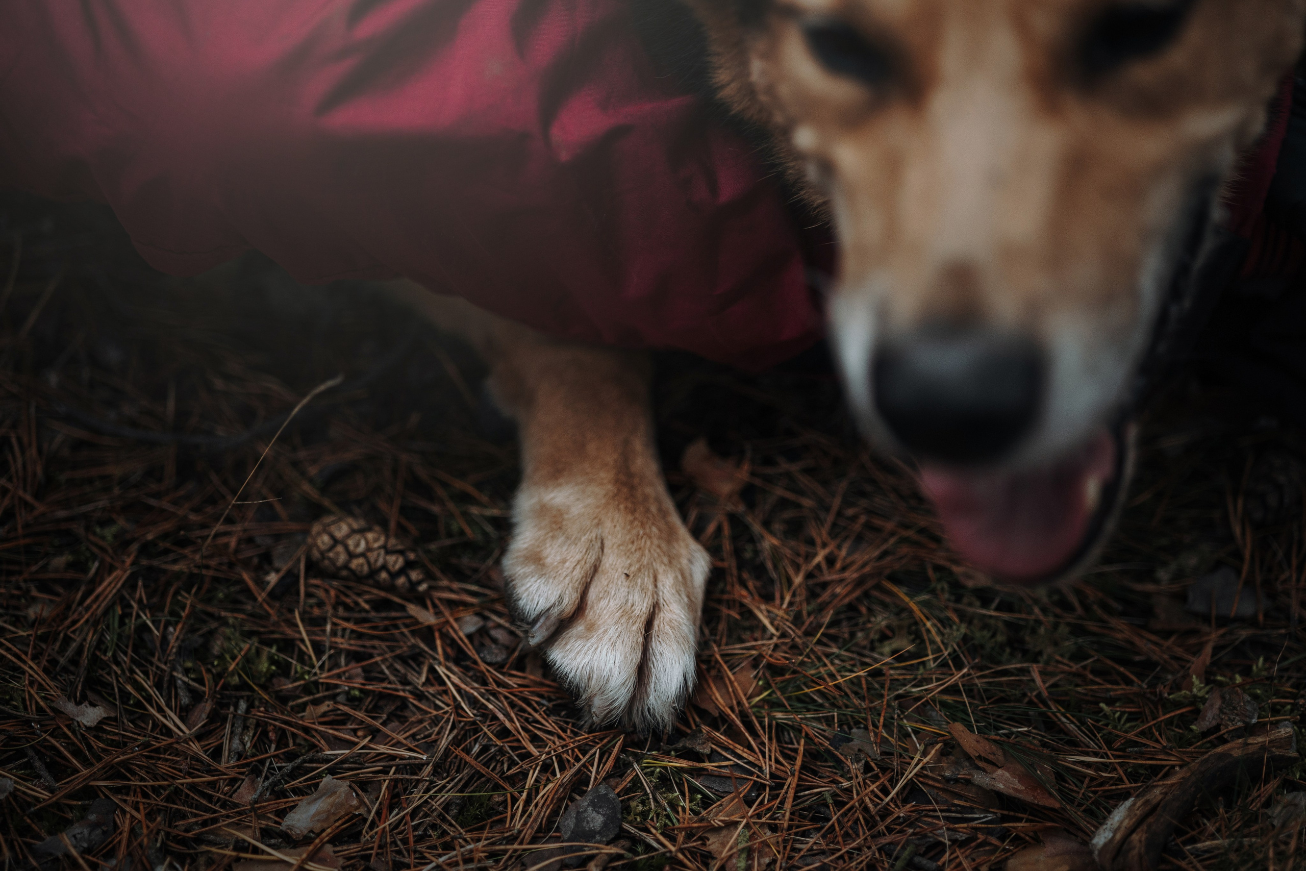 Наталья и Того. Фотограф — Анималист | Санкт-Петербург