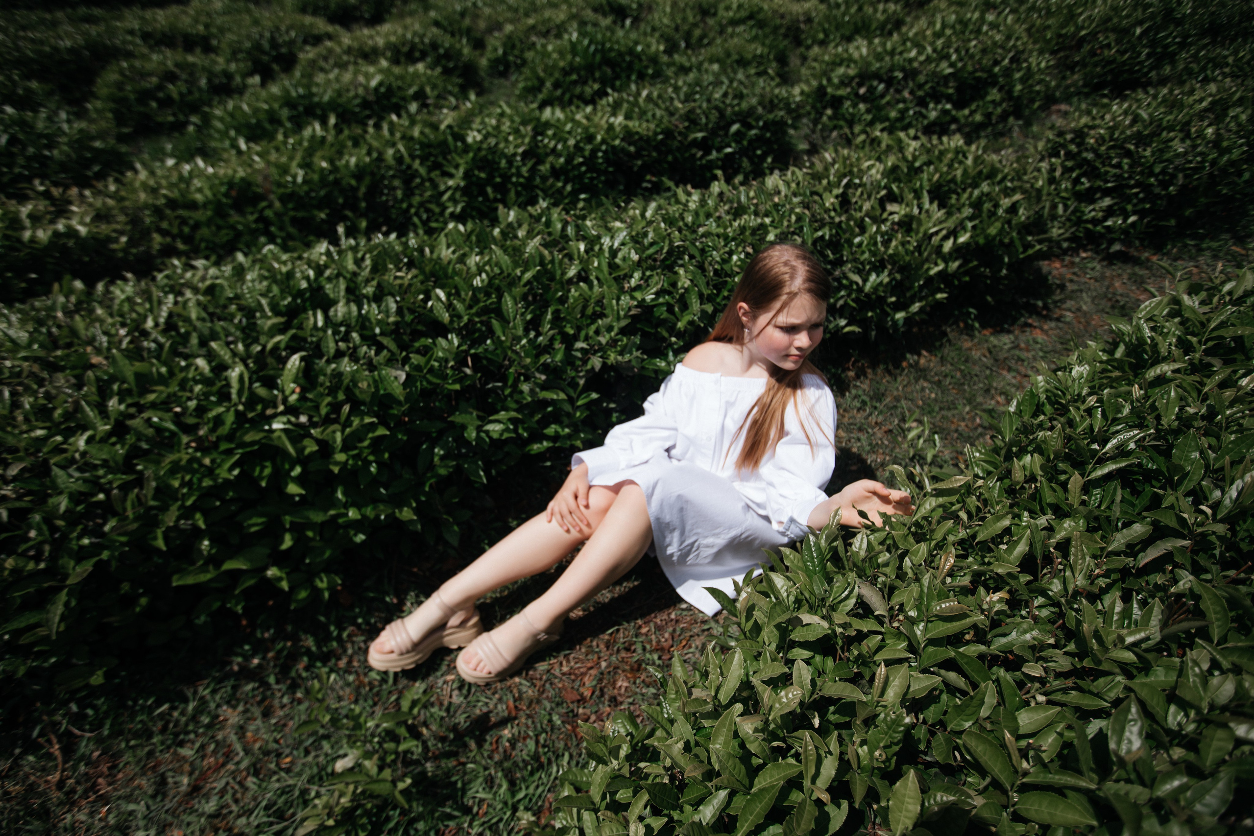 Tea plantation. Efimova Model Agency