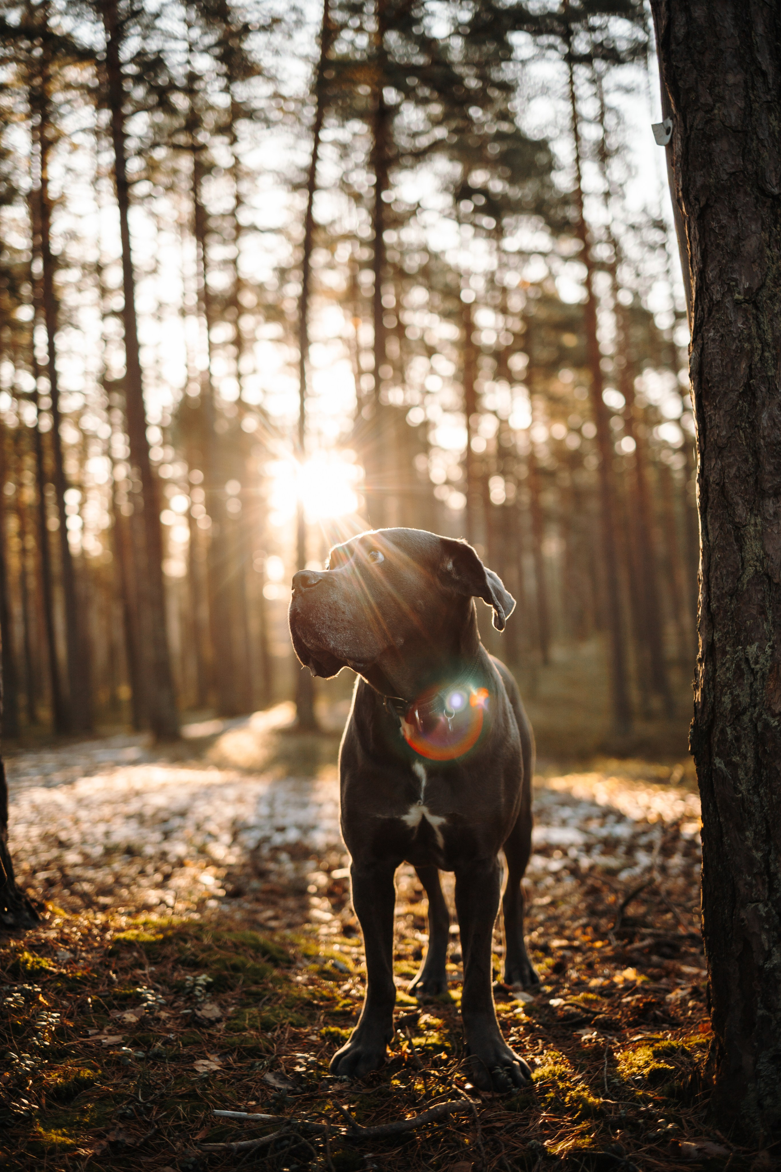 Анна и Лана. Фотограф — Анималист | Санкт-Петербург