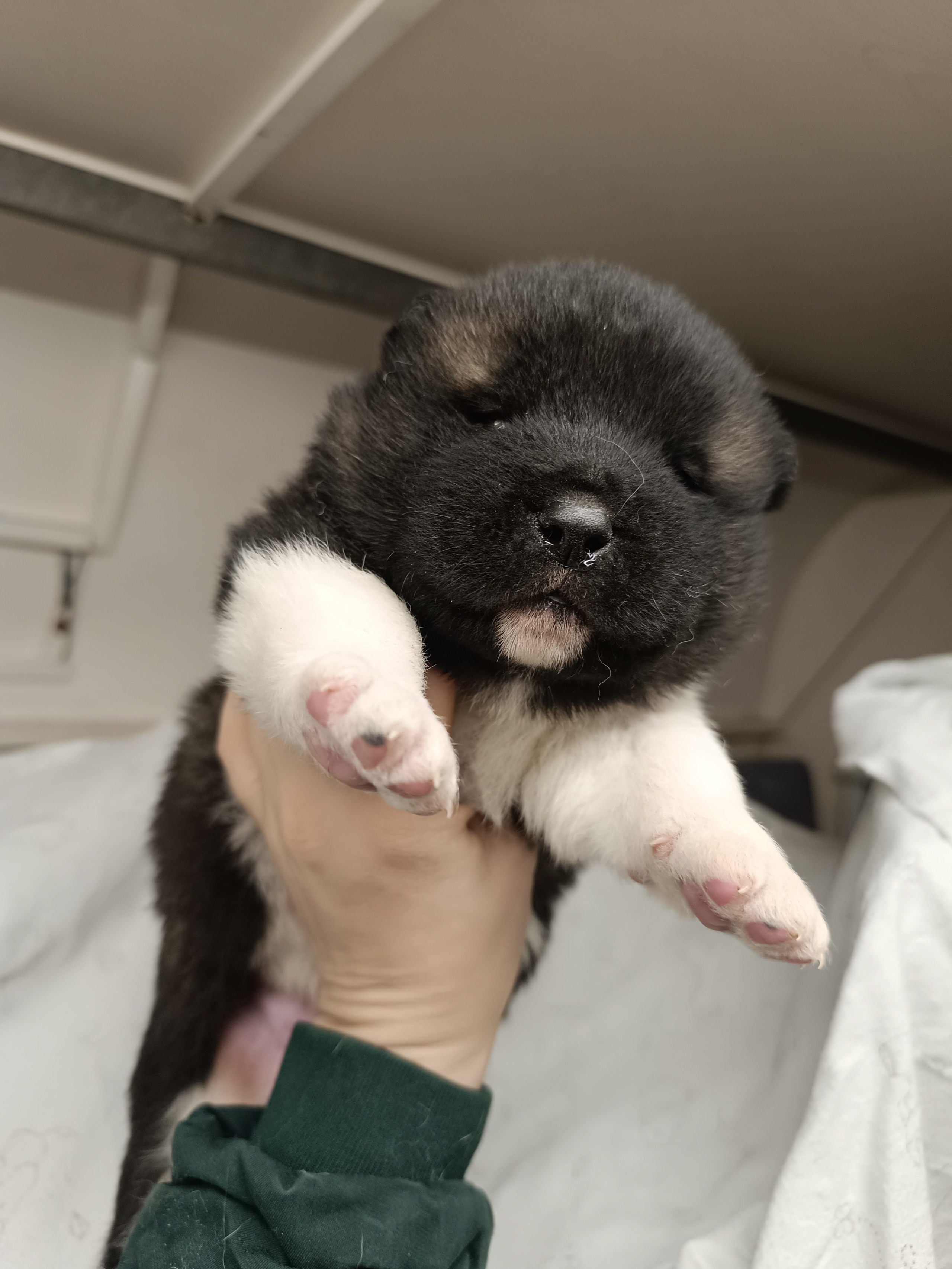 Американская акита  щенки питомник Санкт-Петербург клубные щенки Американская акита питомник RUBYLIGHT Рубилайт купить щенка американской акиты