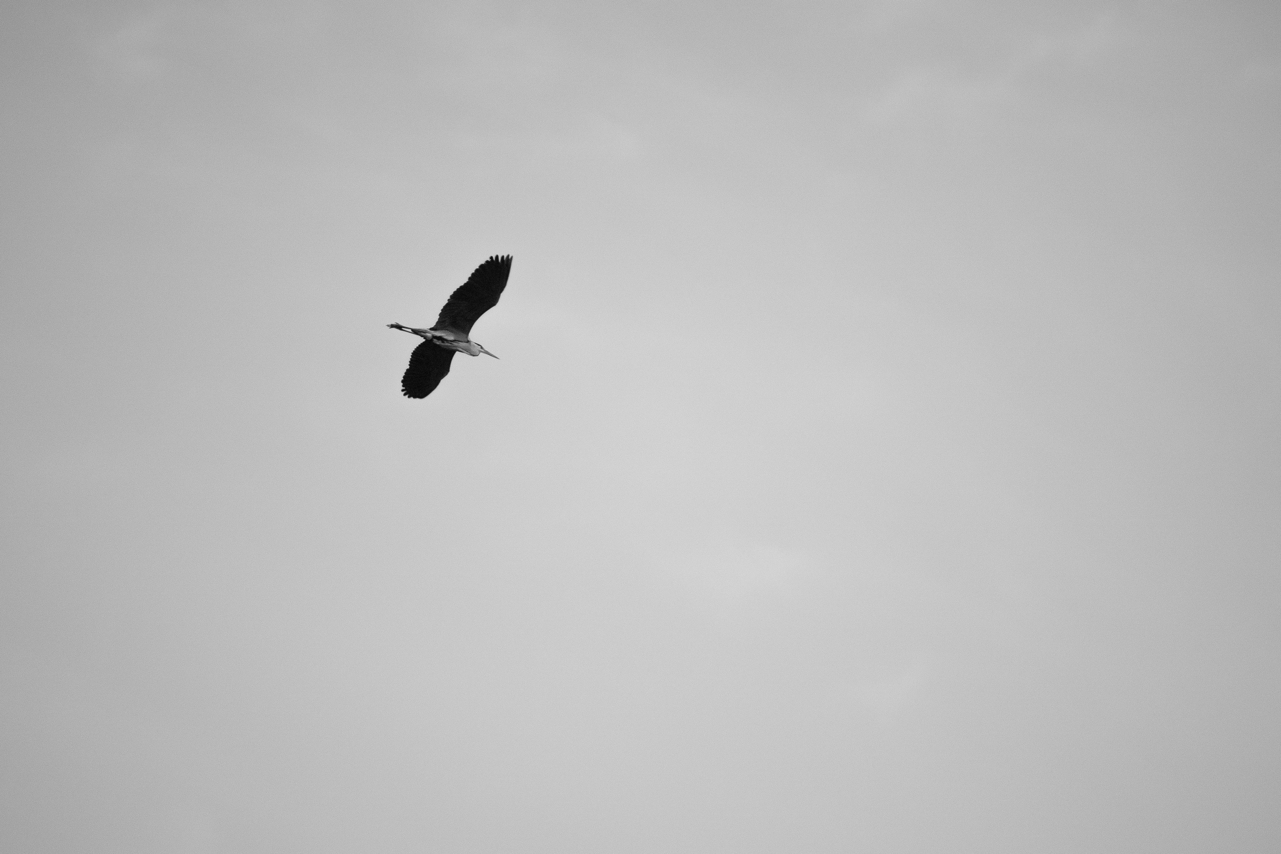 ЧЕРНО-БЕЛЫЕ ФОТОГРАФИИ. Никита Аничкин фото и видео оператор из России