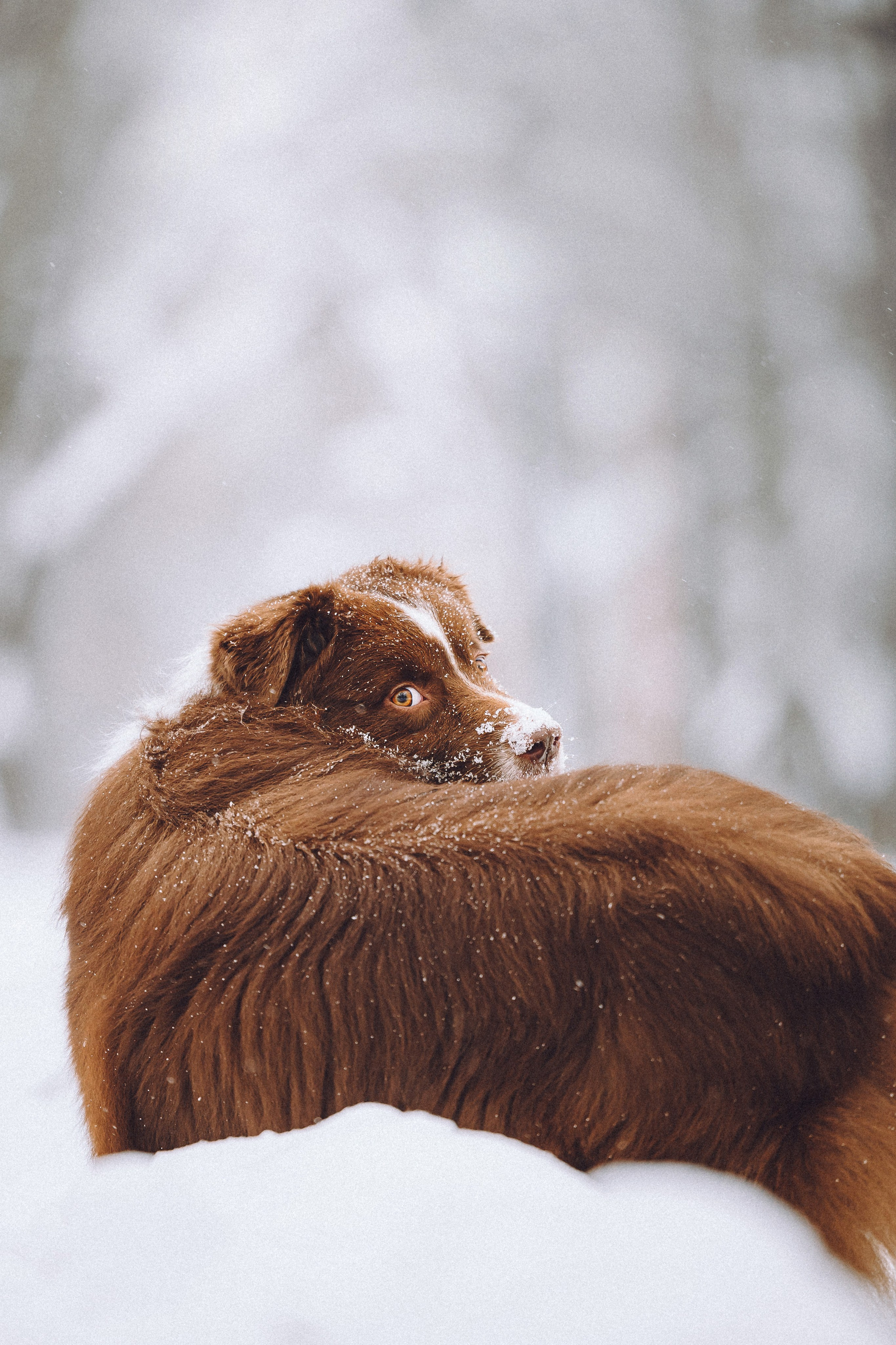 Лена, Принц и Фенек
