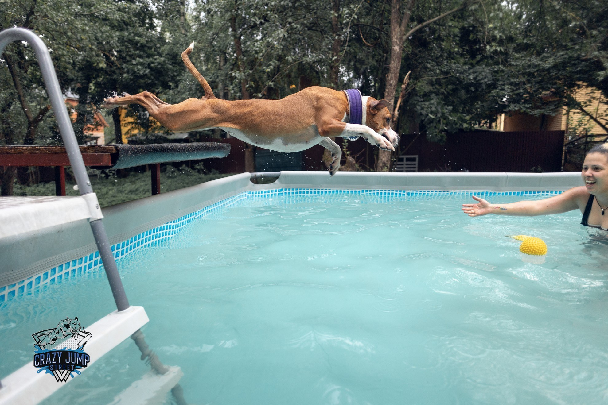 Собаки, спорт, Док дайвинг. Свадебный и репортажный фотограф в Москве и Московской области