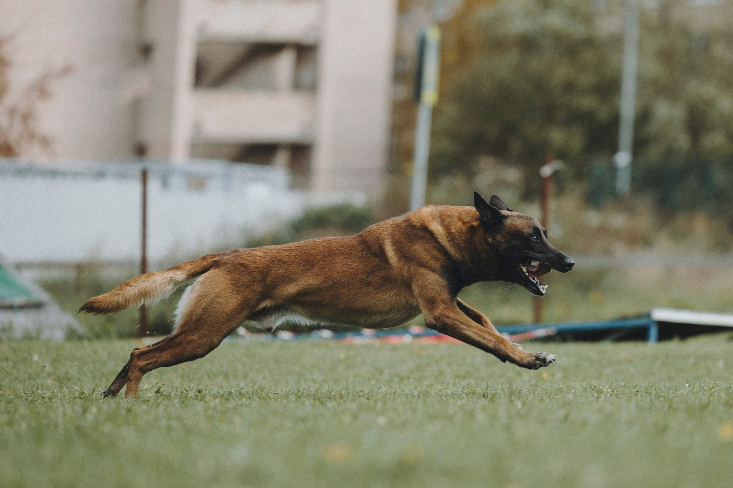 Испытания по мондьорингу г. Пушкин 29.09.2024. Фотограф-анималист Анна Маринич