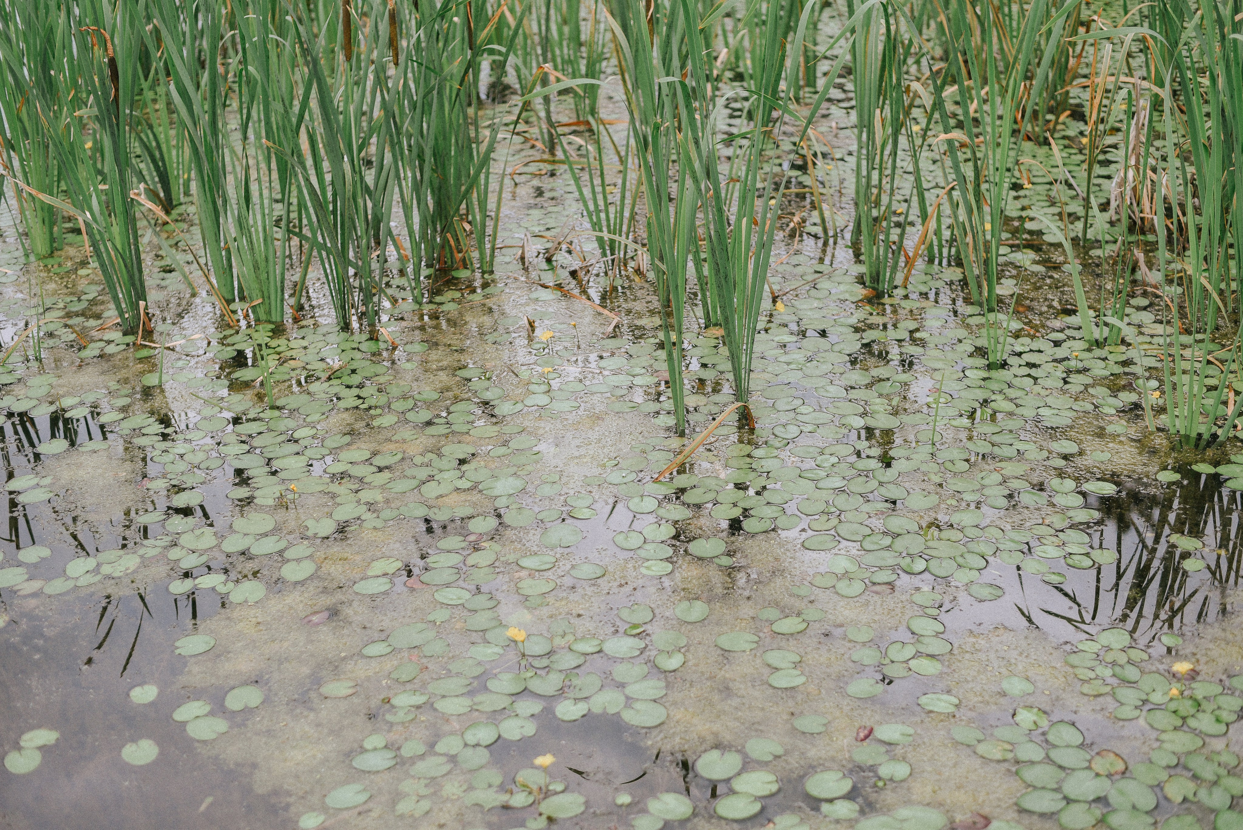 Маленькая хозяйка большого Мира. Детский и семейный фотограф в Новосибирске Саша Дорошенко