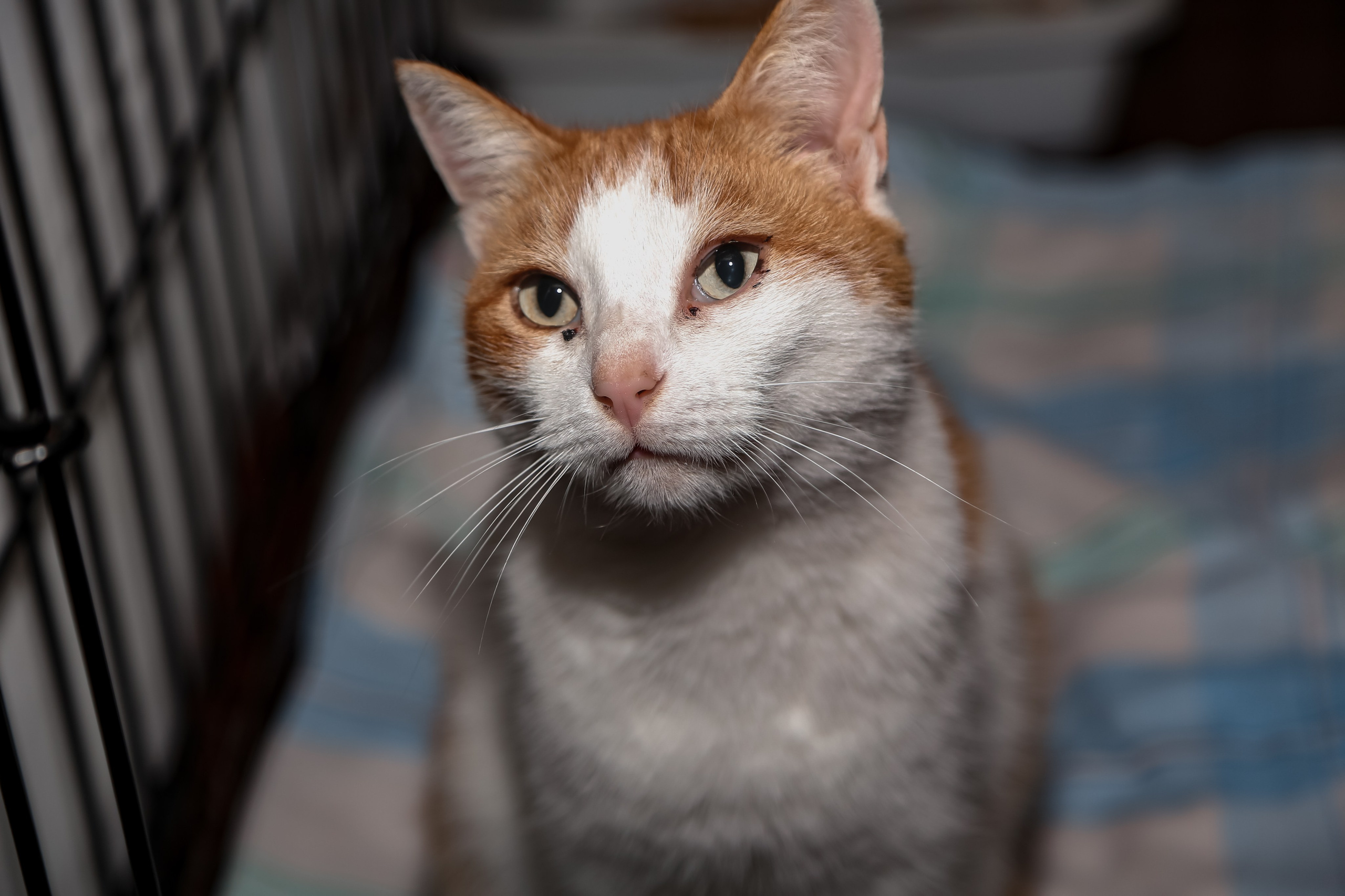 Приют Кошкин Дом Филимоша. Ваш фотограф в Оренбурге Рощупкина Екатерина