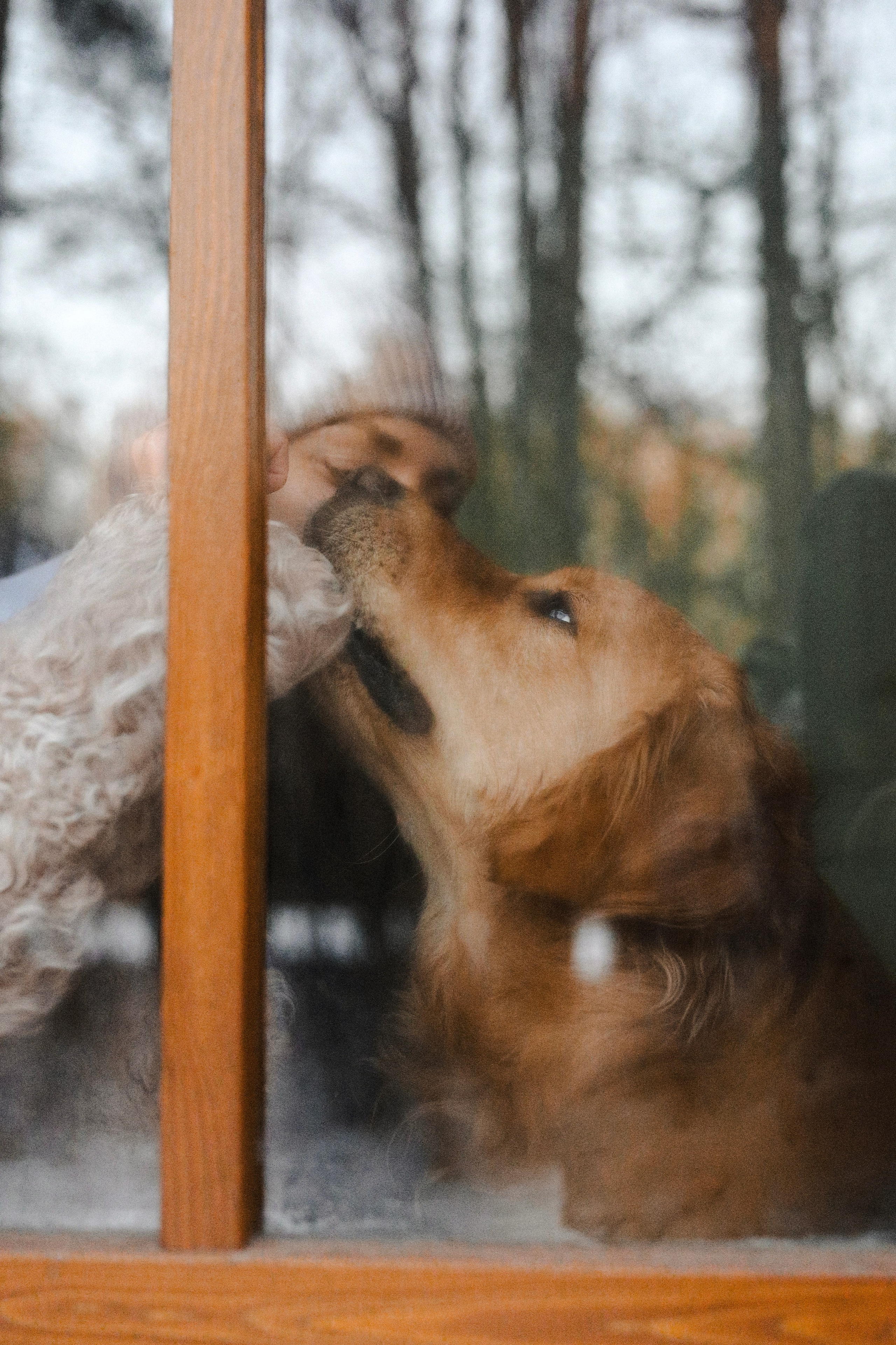 Лёва и Катя. Фотограф-анималист Ксения Шевцова|Москва
