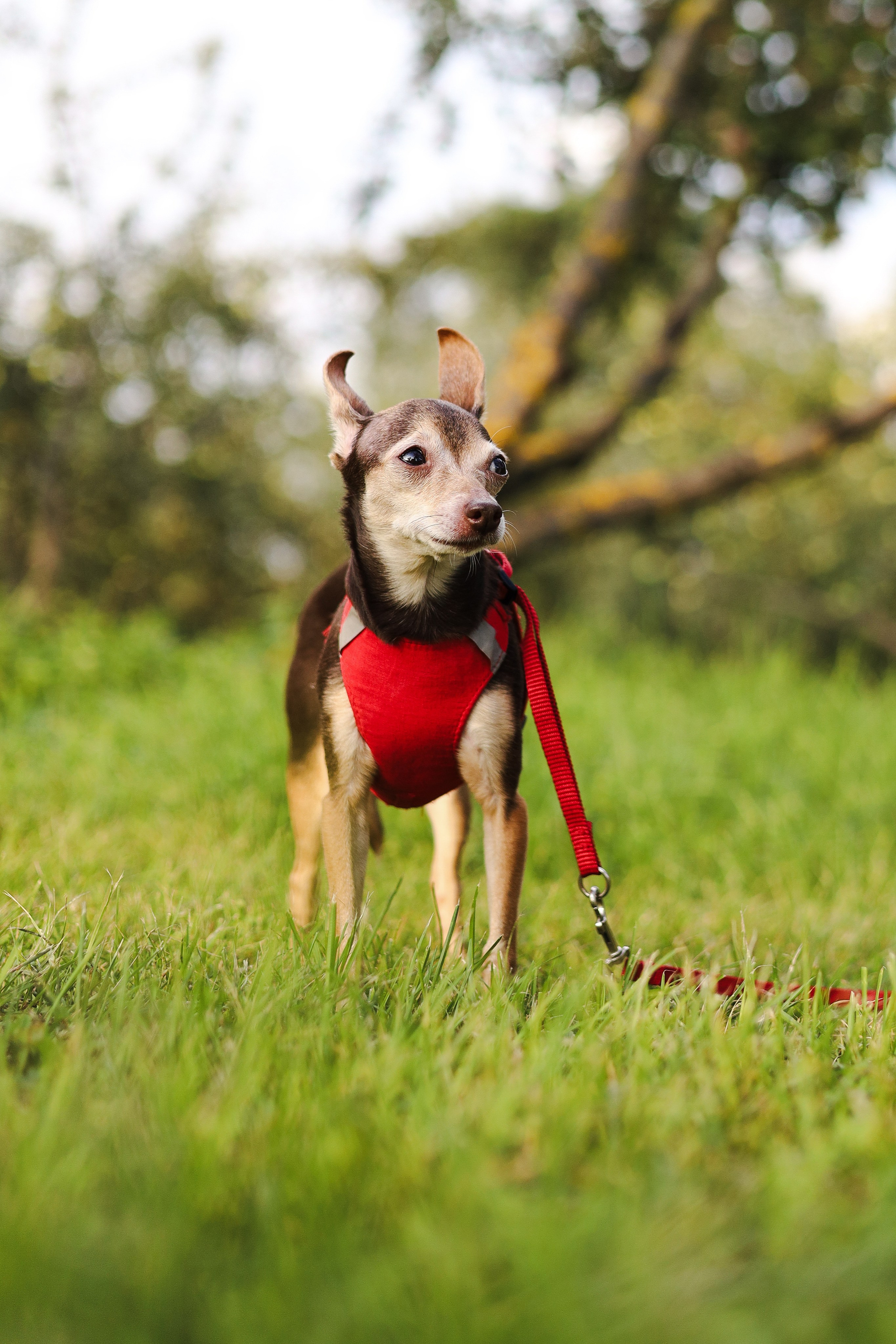 Белла и Марина. Фотограф-анималист Ксения Шевцова|Москва