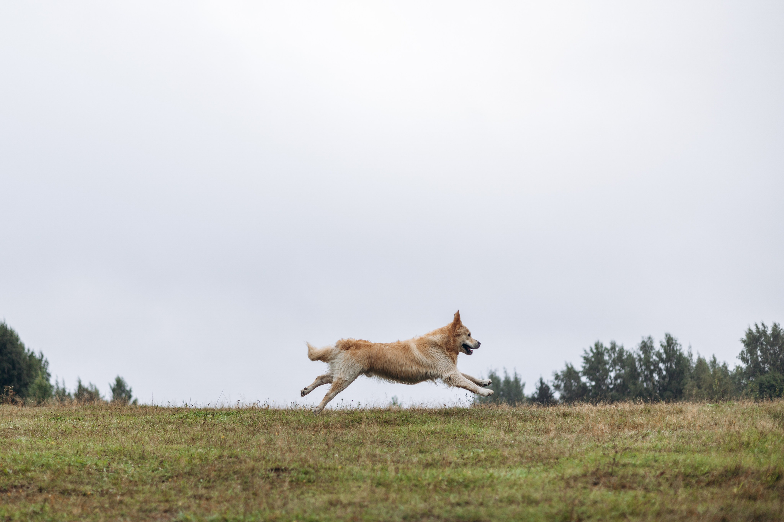 Лёва и его семья. Фотограф — Анималист | Санкт-Петербург
