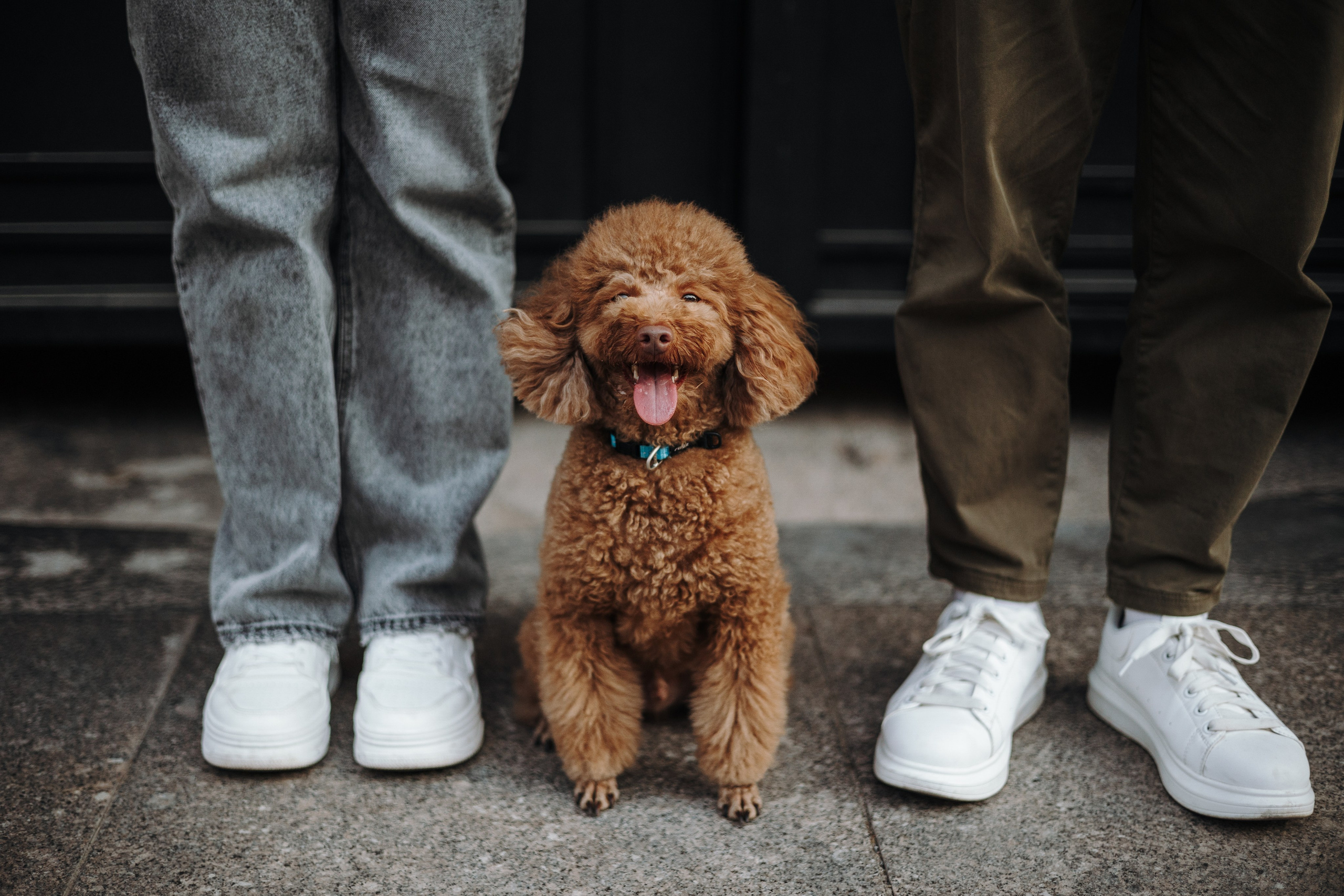 Барни и его семья. Фотограф — Анималист | Санкт-Петербург