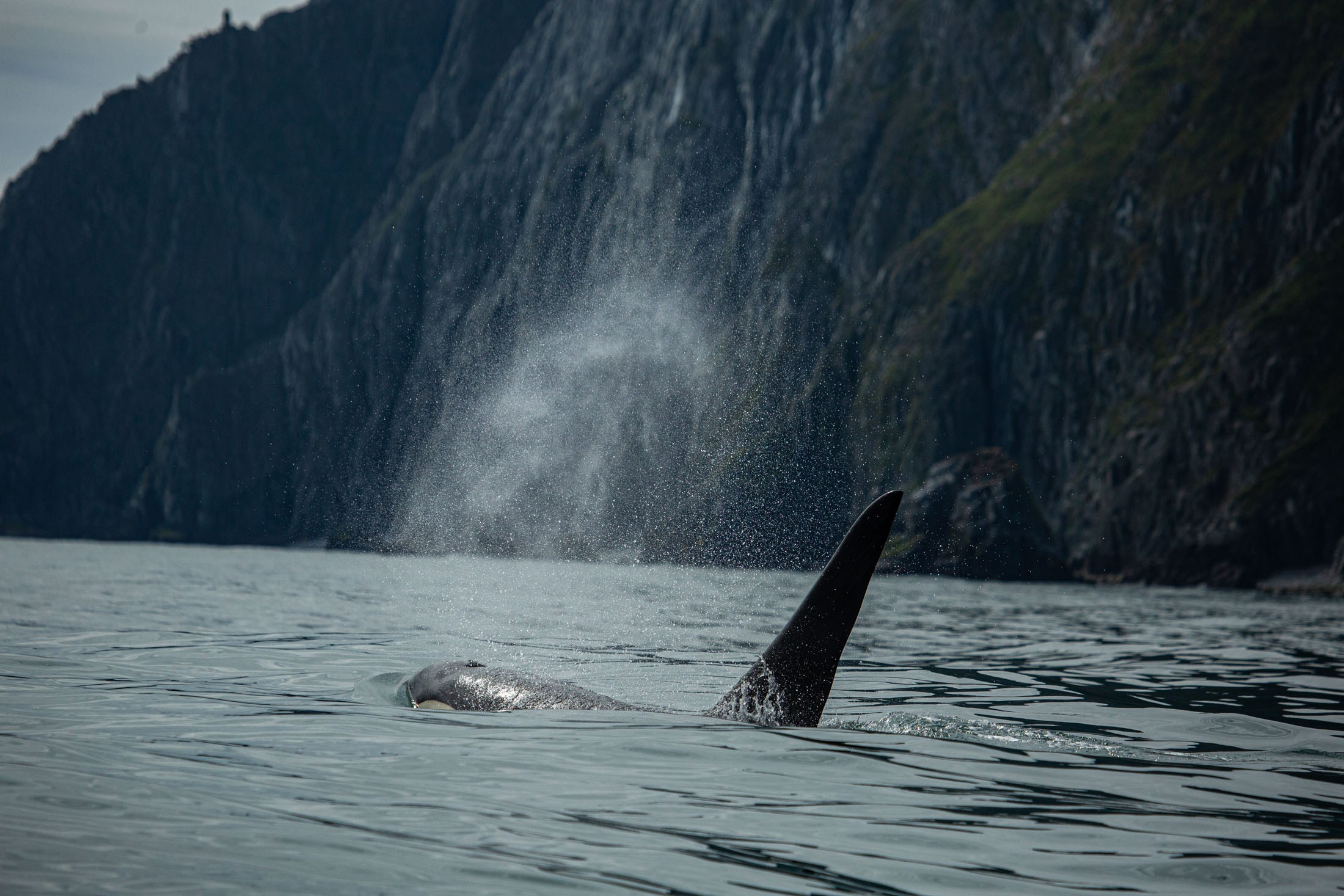 Экспедиция по Северным Курильским островам с Vasta. Фотограф Красная Поляна — Сочи — Москва