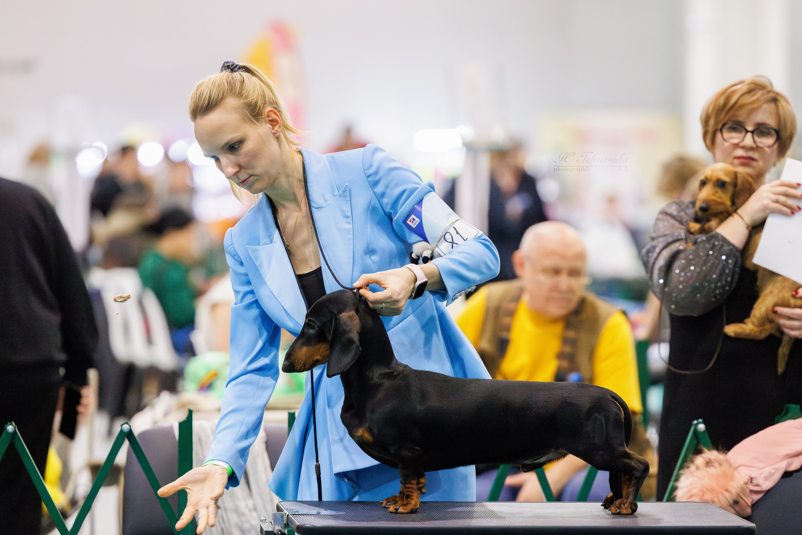 Питер ротвейлеры 18.01,Крокус 19.01.2025. Фотограф-анималист Юлия Германика